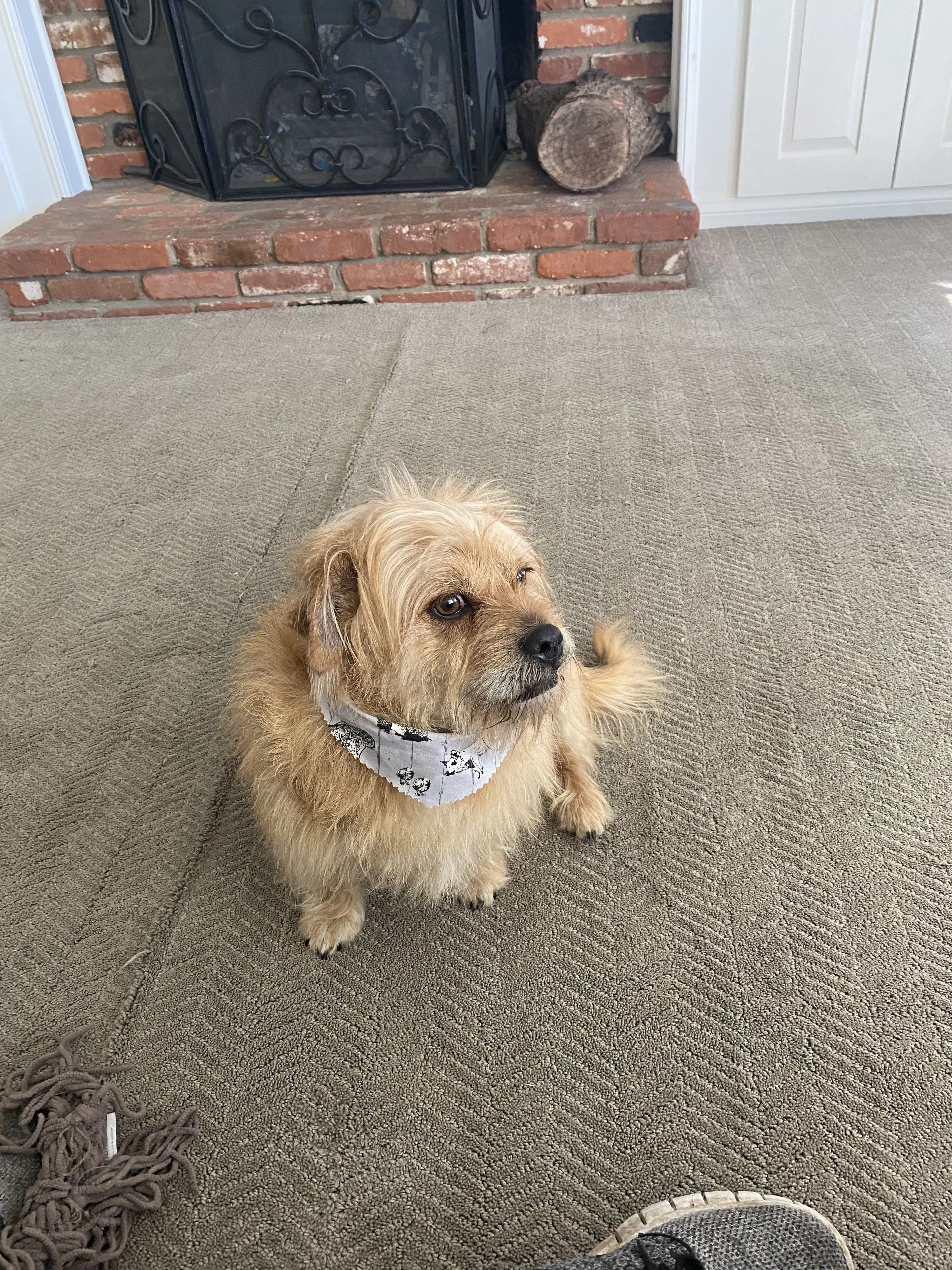 Lost pet-1