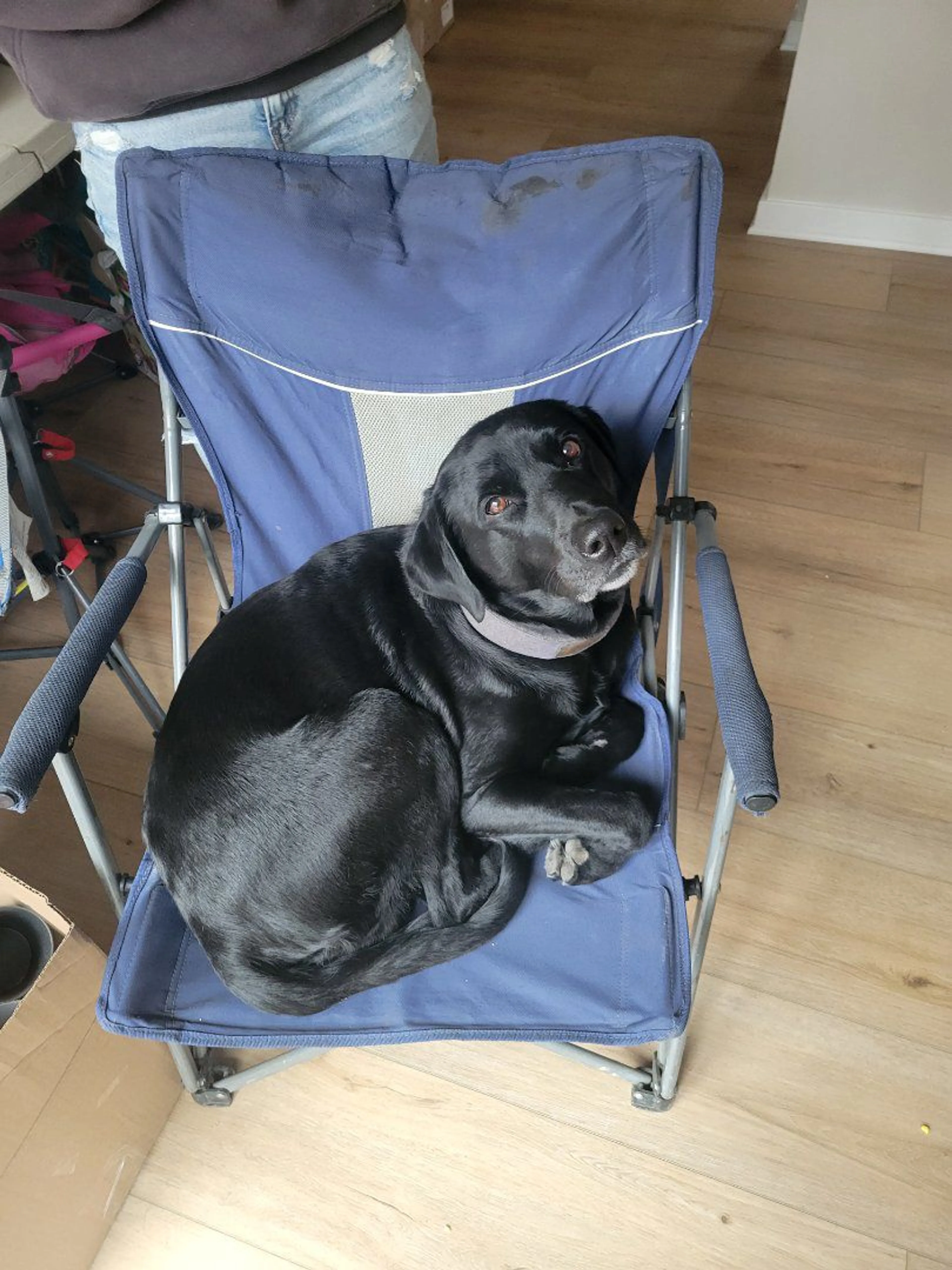 Lost pet
