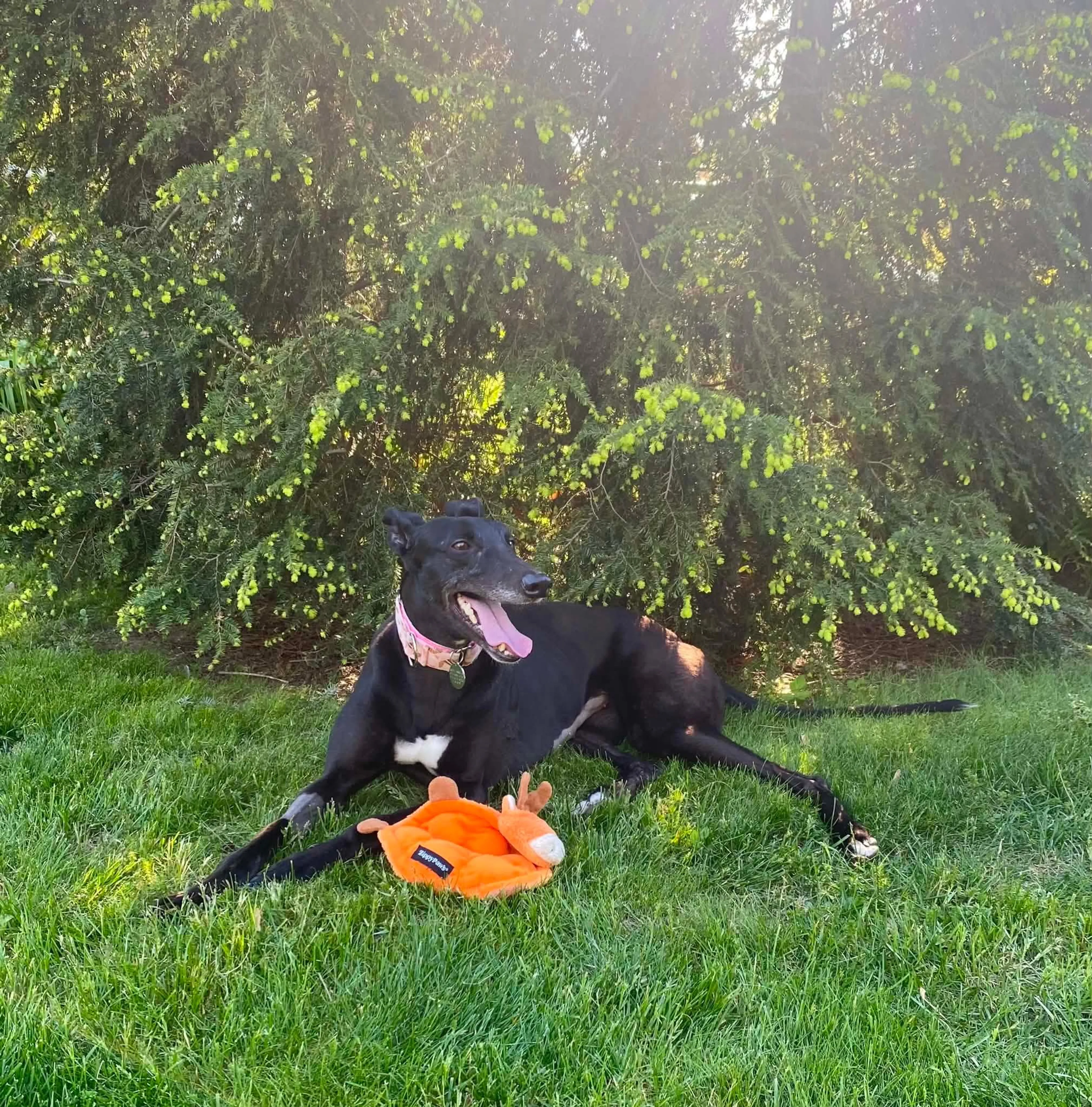 Found pet-3