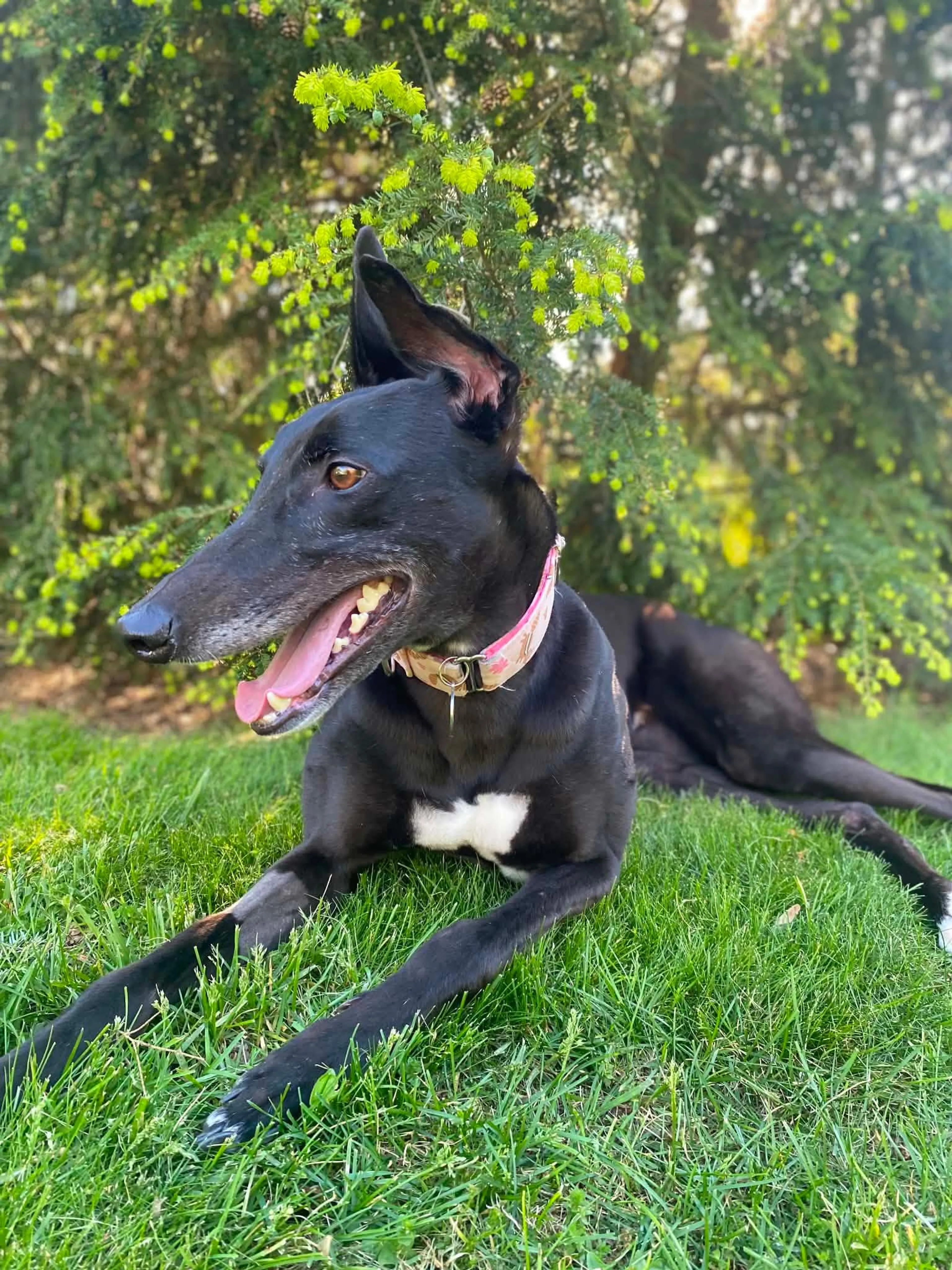 Found pet-2