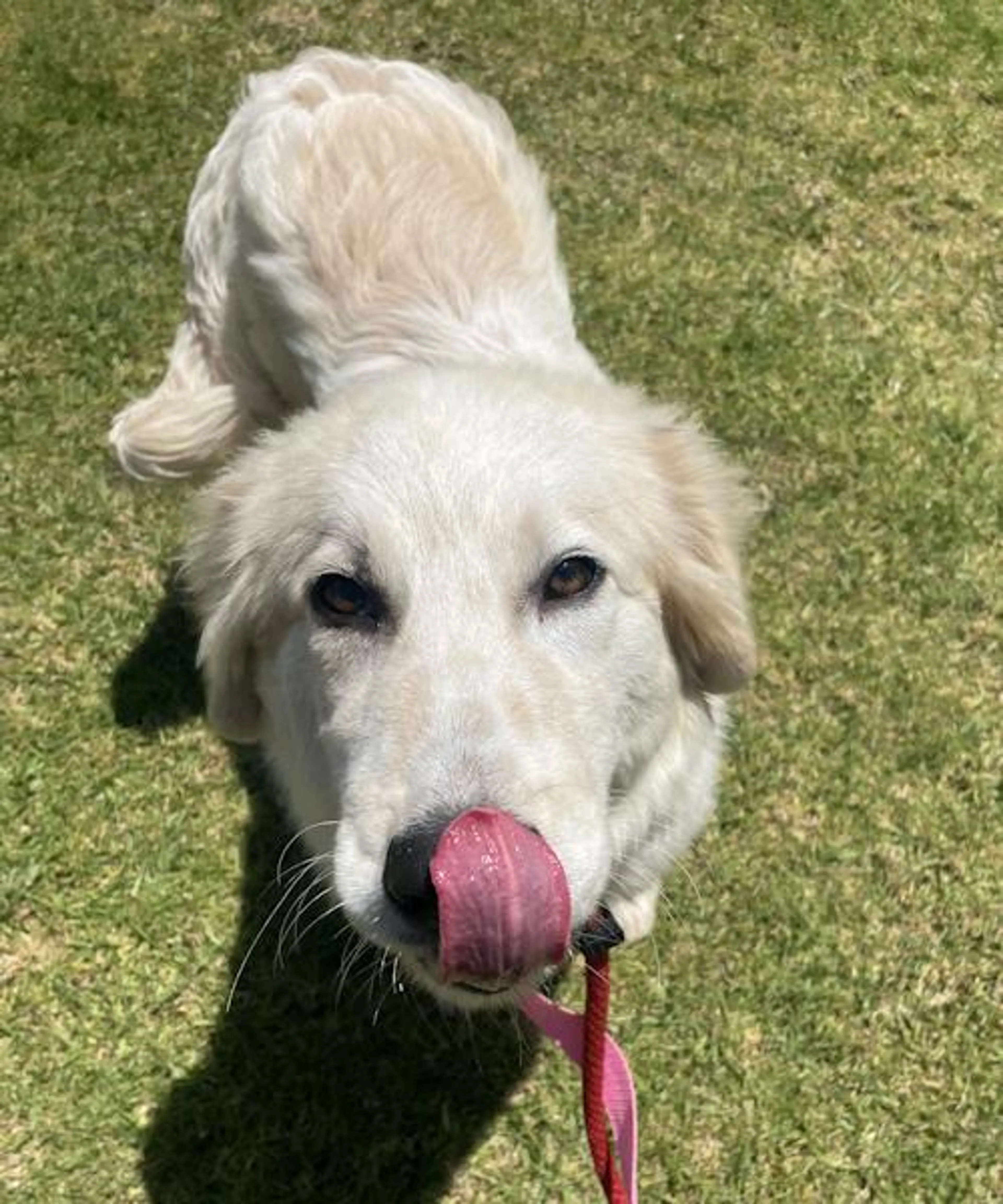 Found pet-2