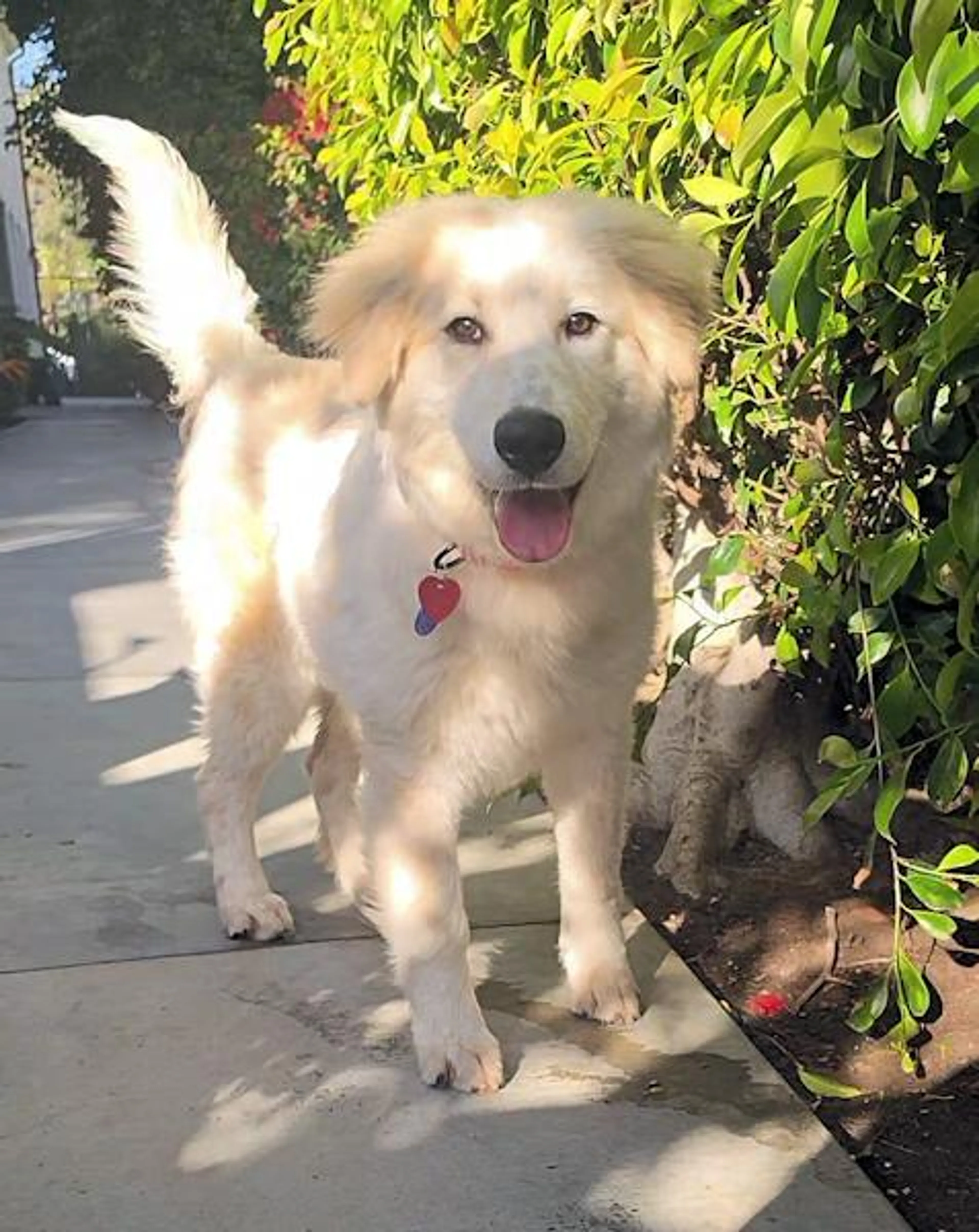 Found pet-3