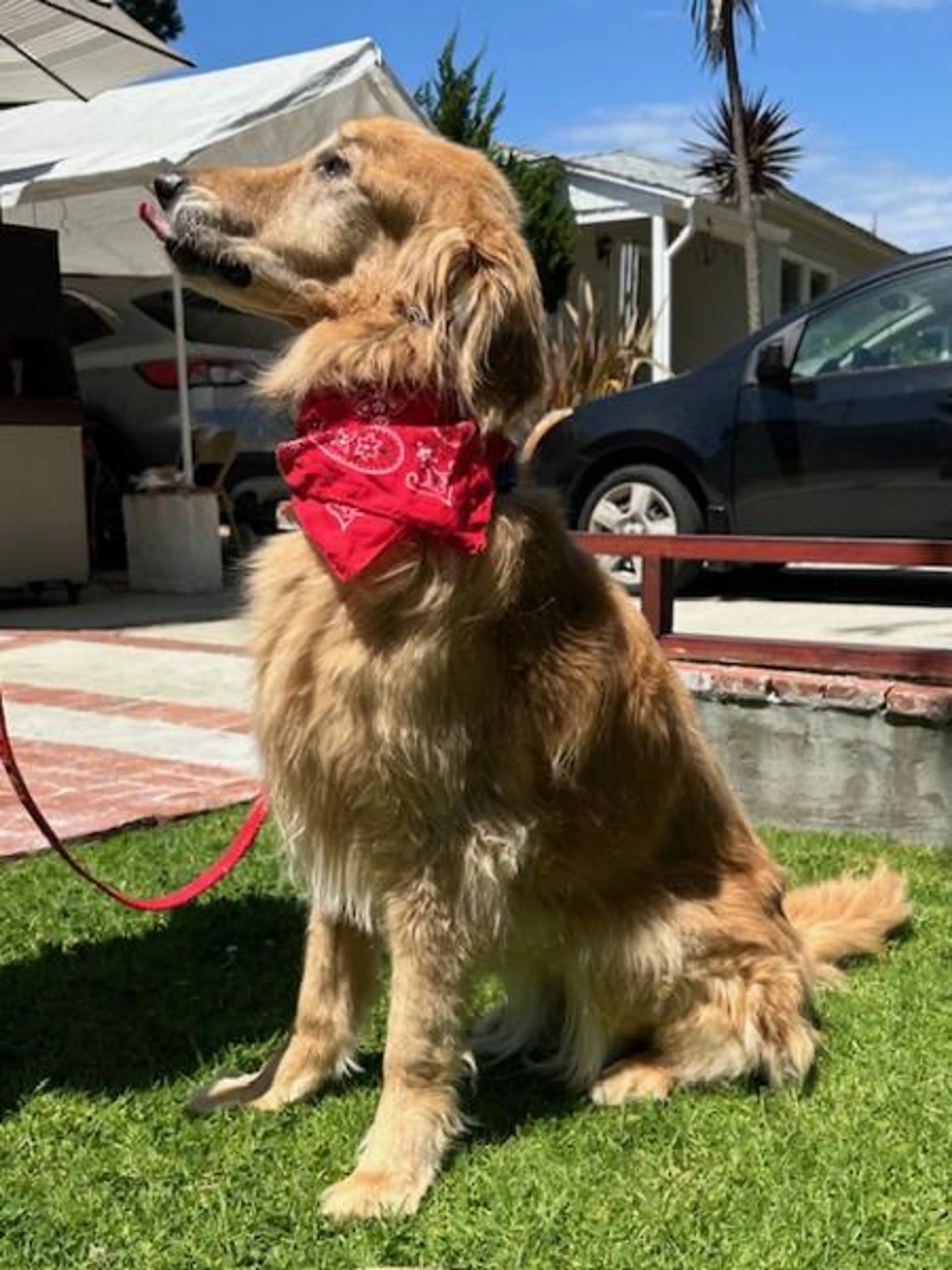 Found pet-1