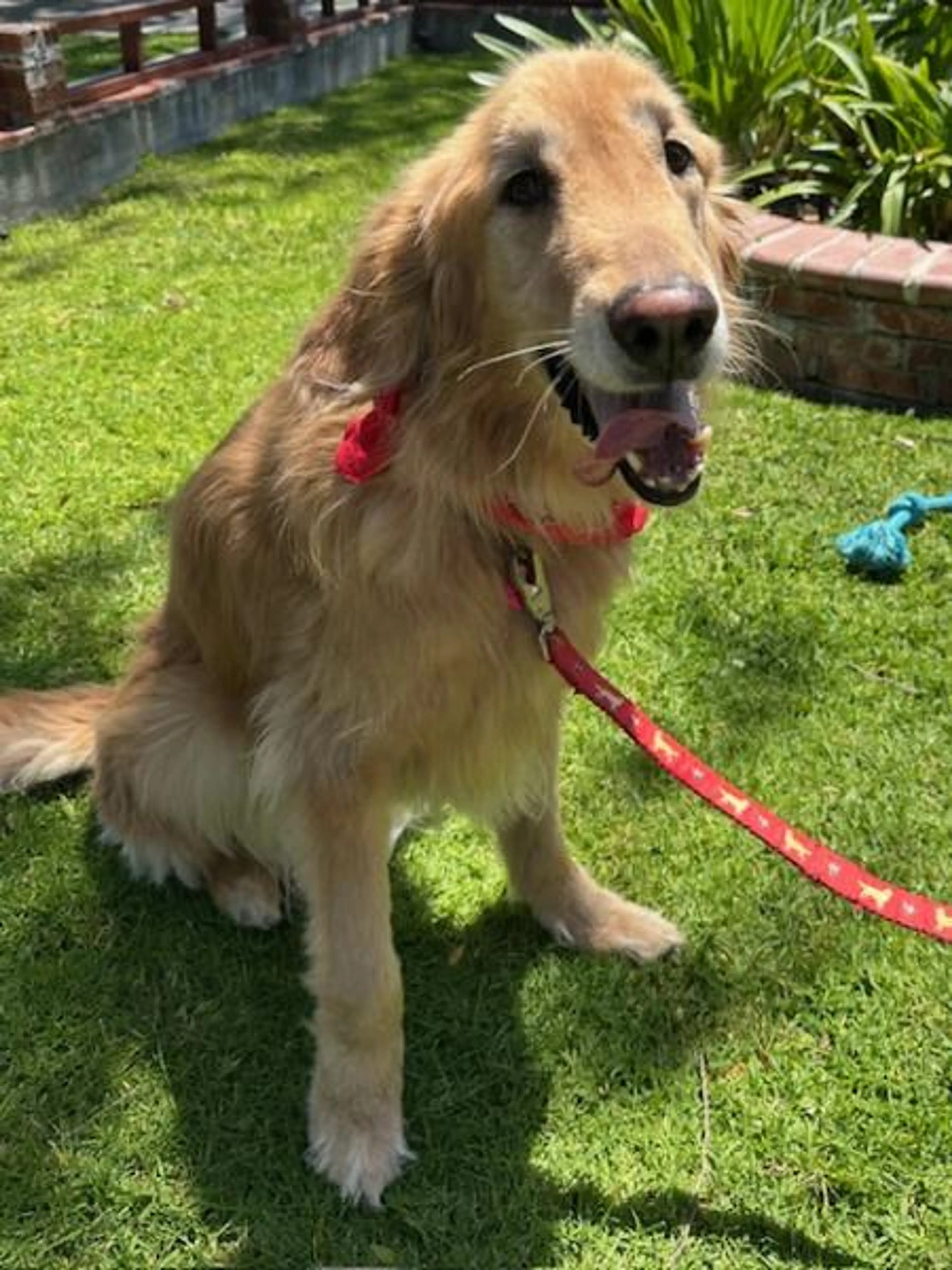 Found pet-4