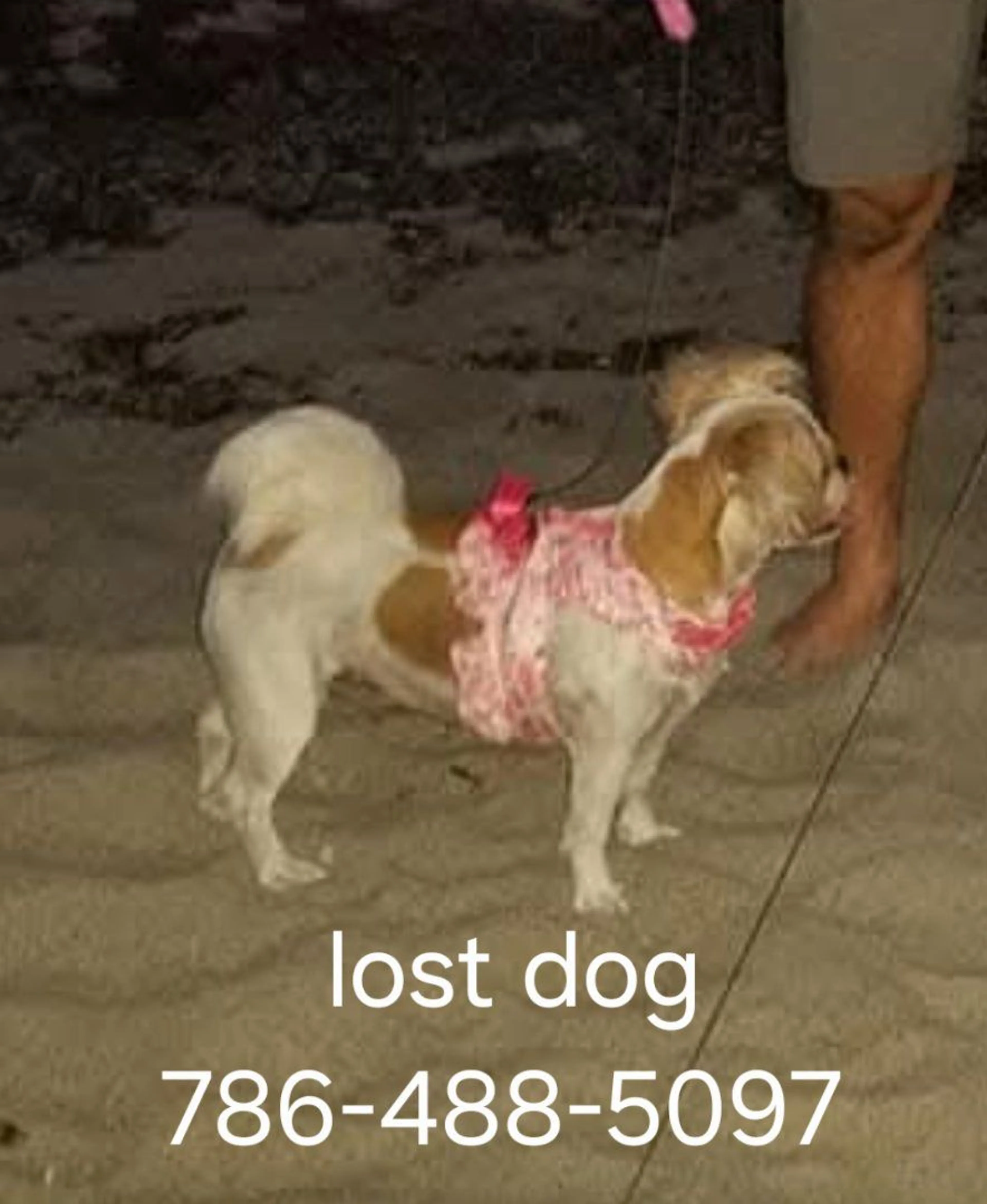 Lost pet