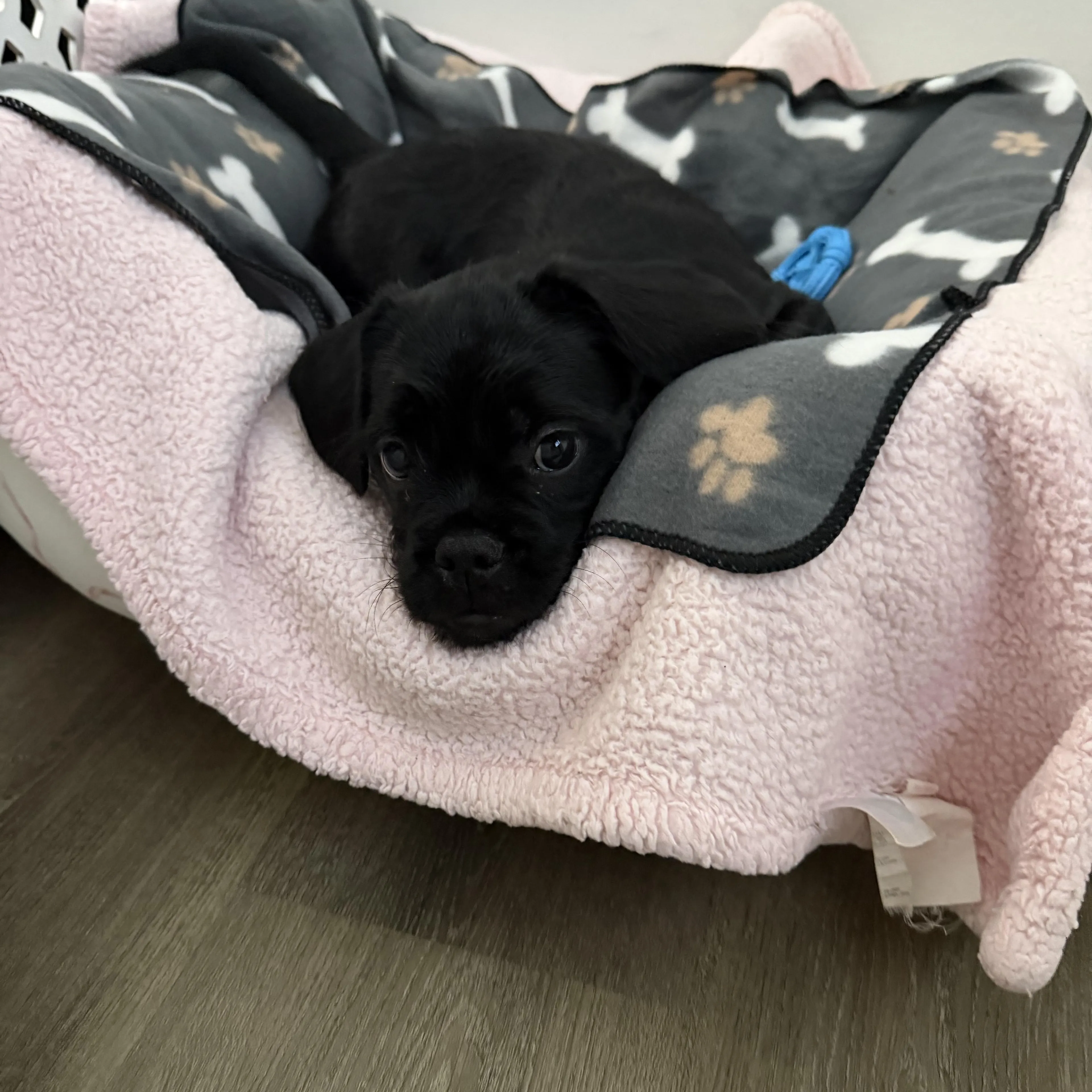 Found pet-1