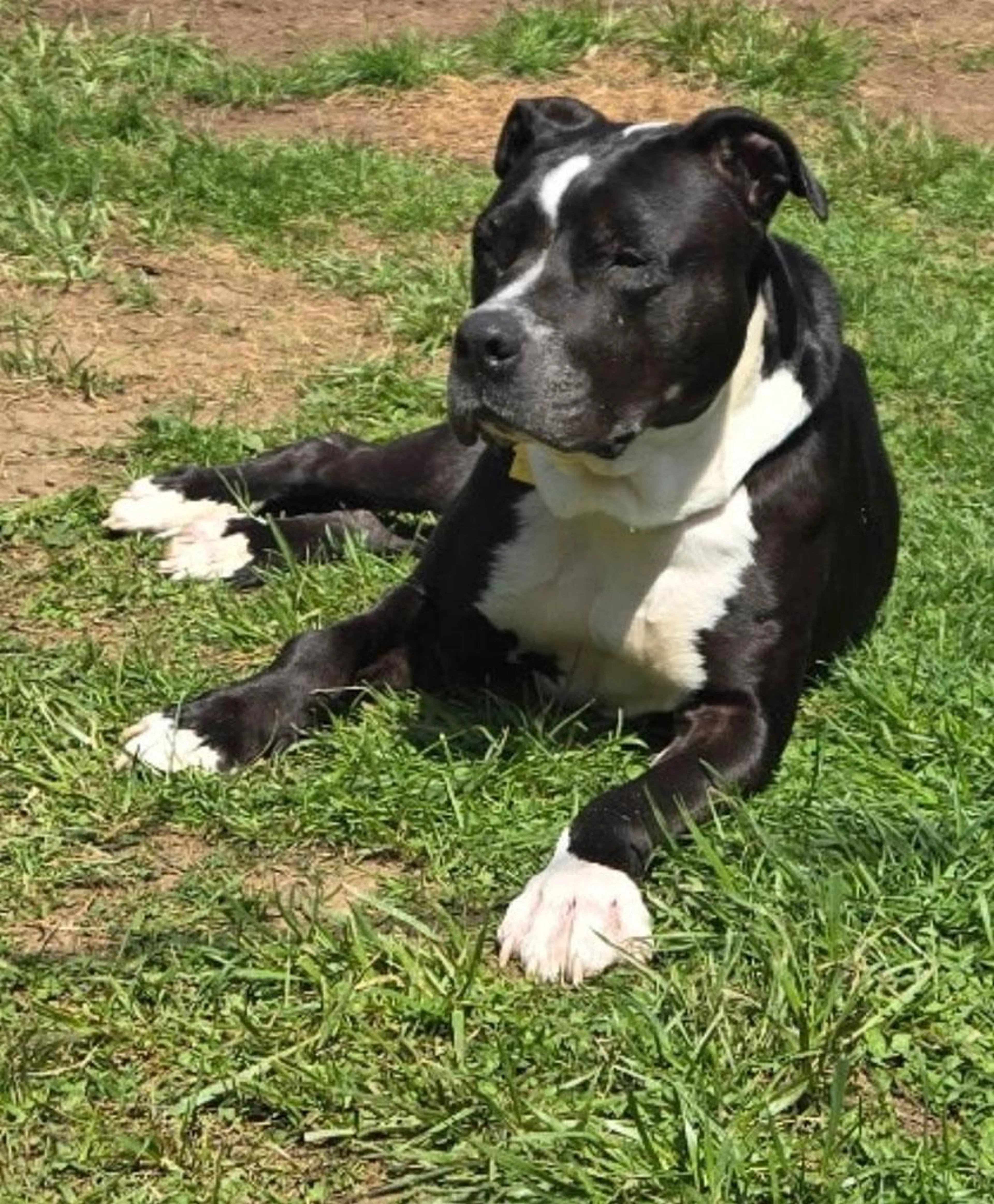 Found pet-4