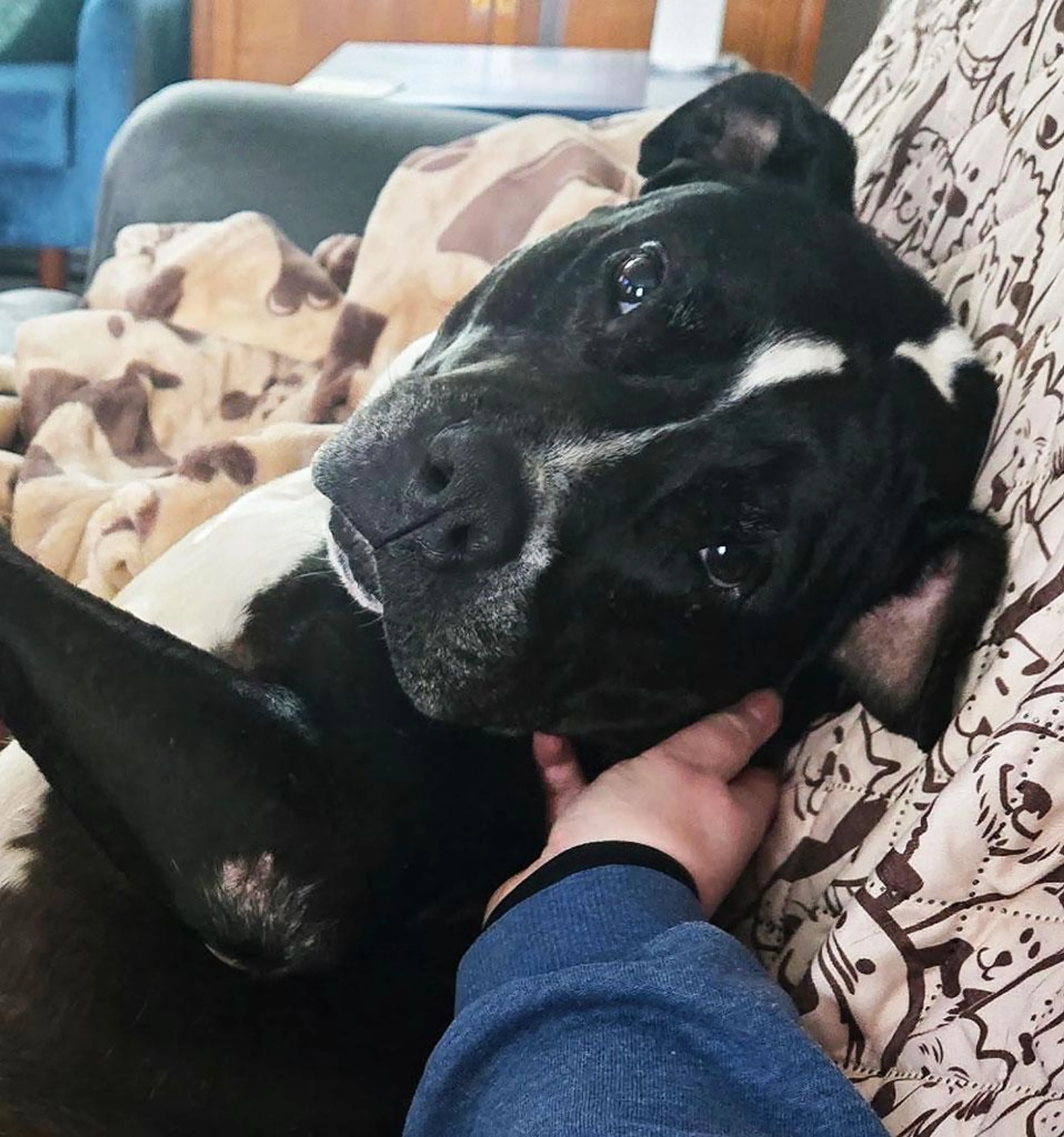Found pet-3