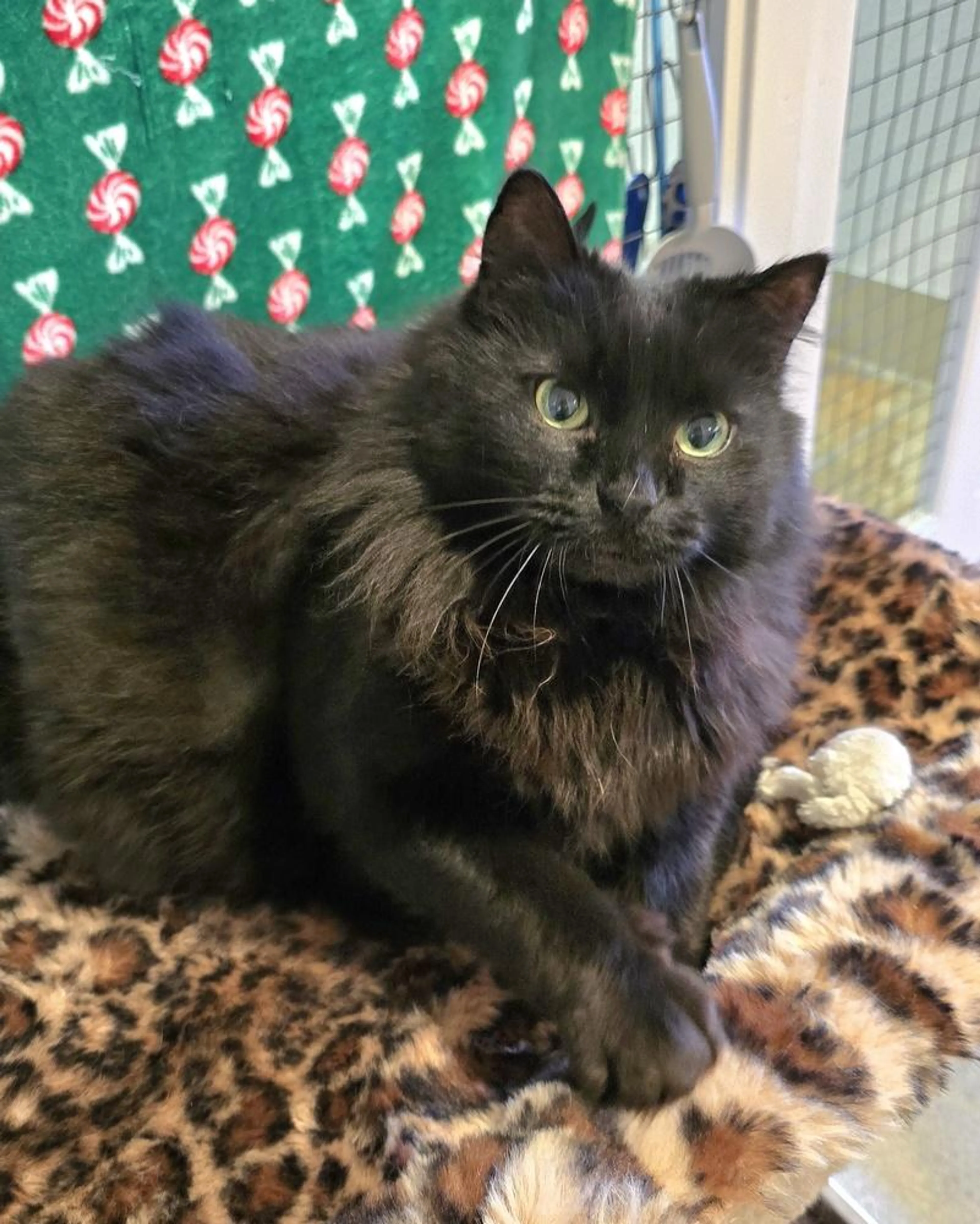 cdn image
