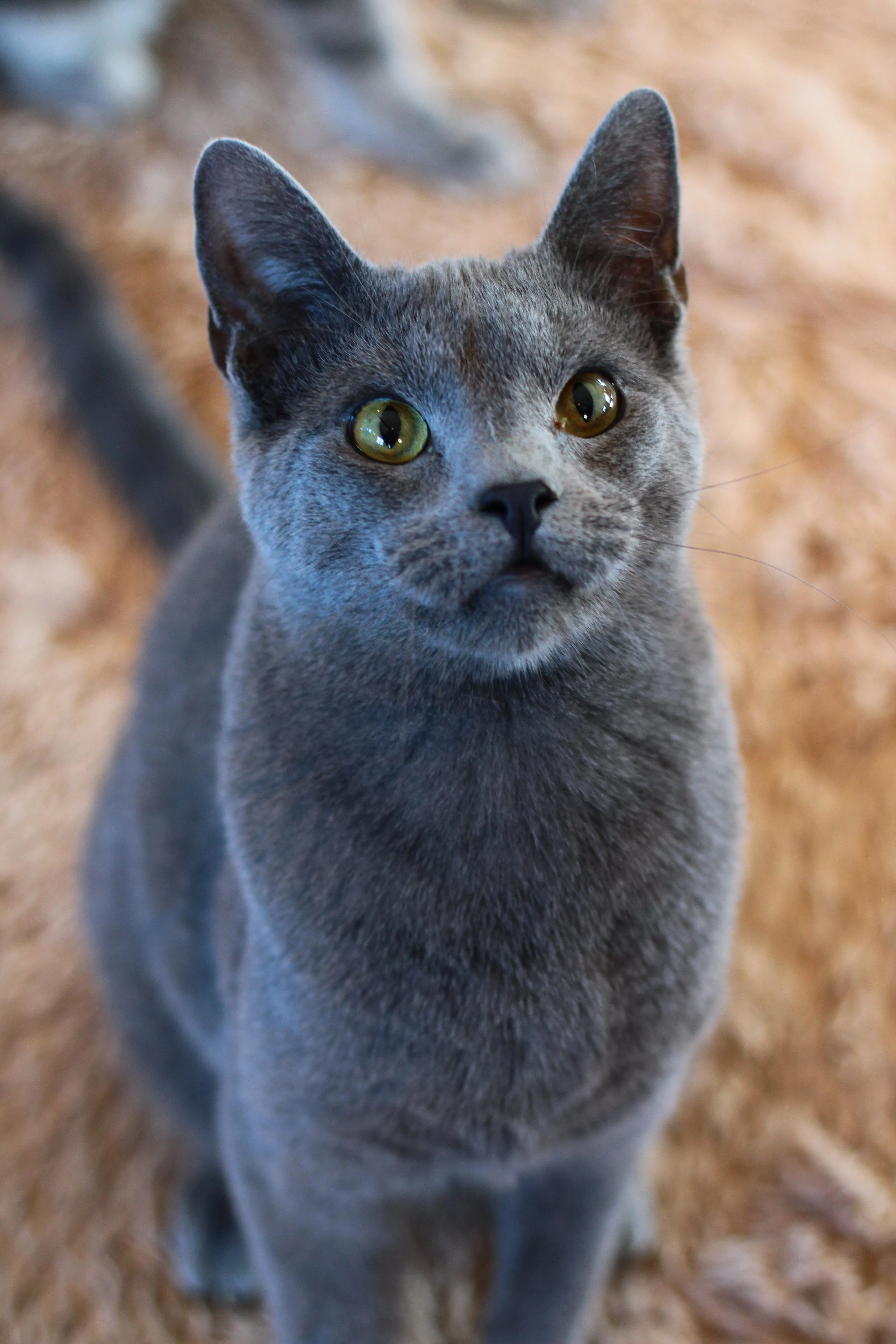 Found pet-1