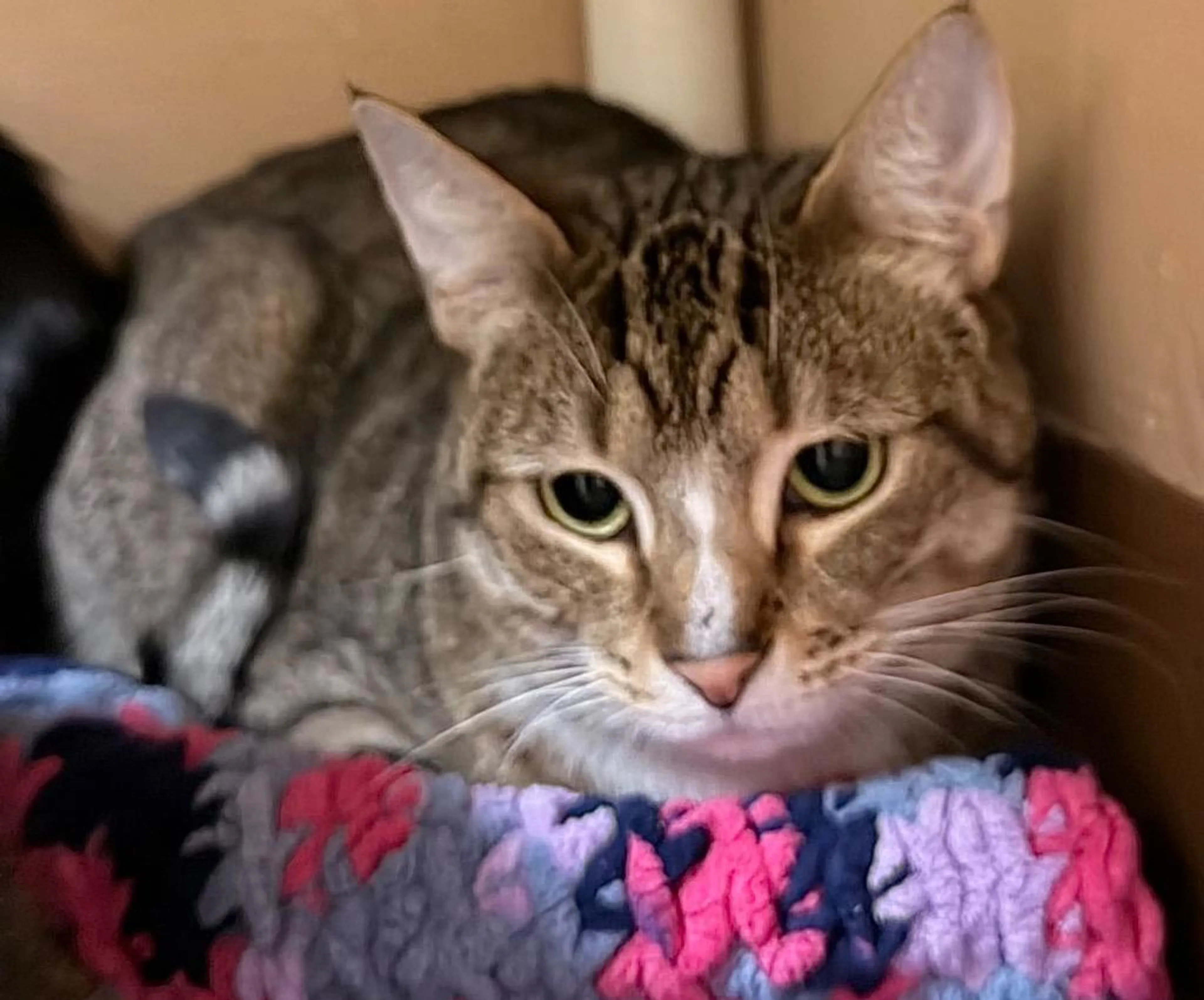 Found pet-1