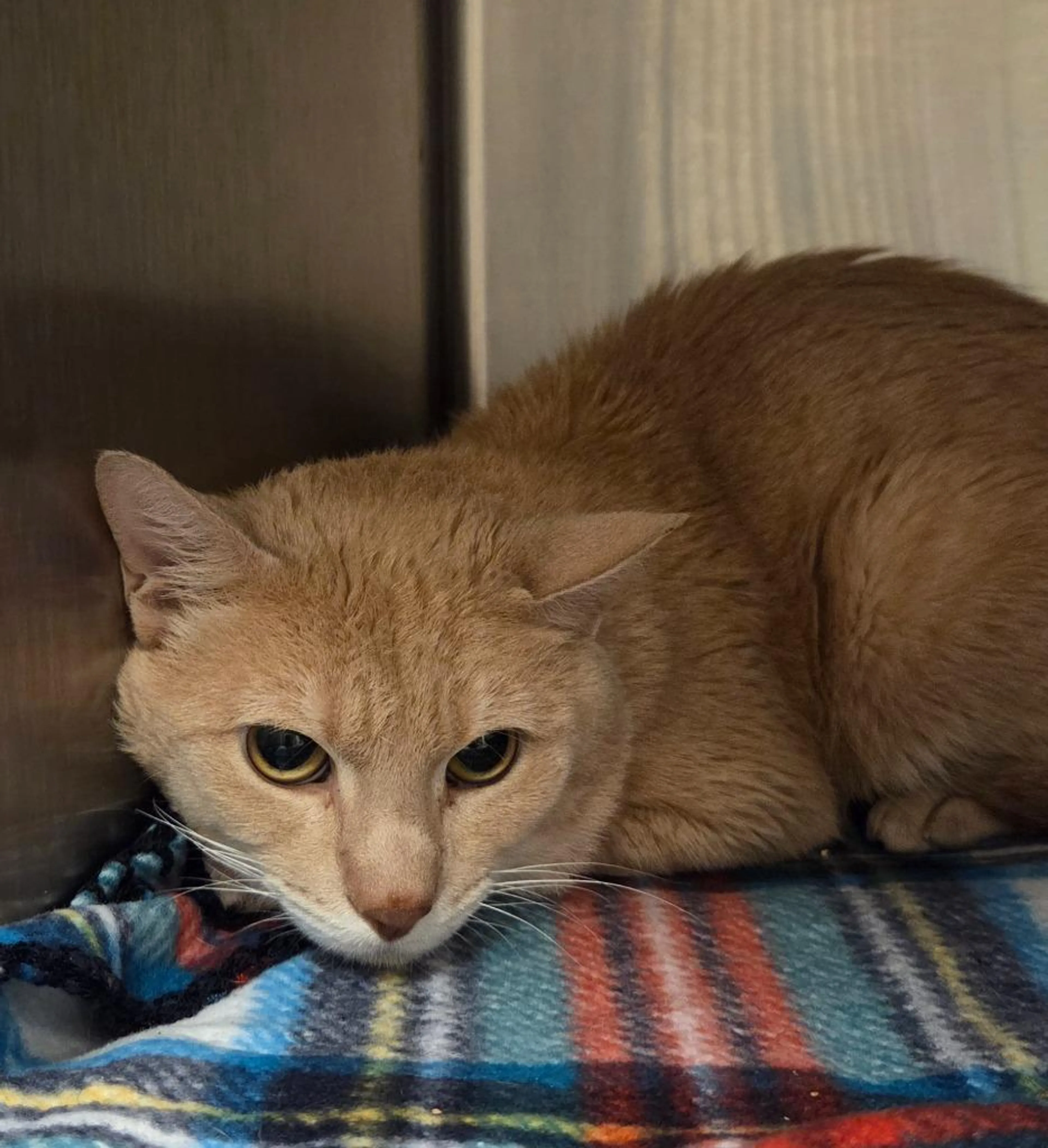 Found pet-1