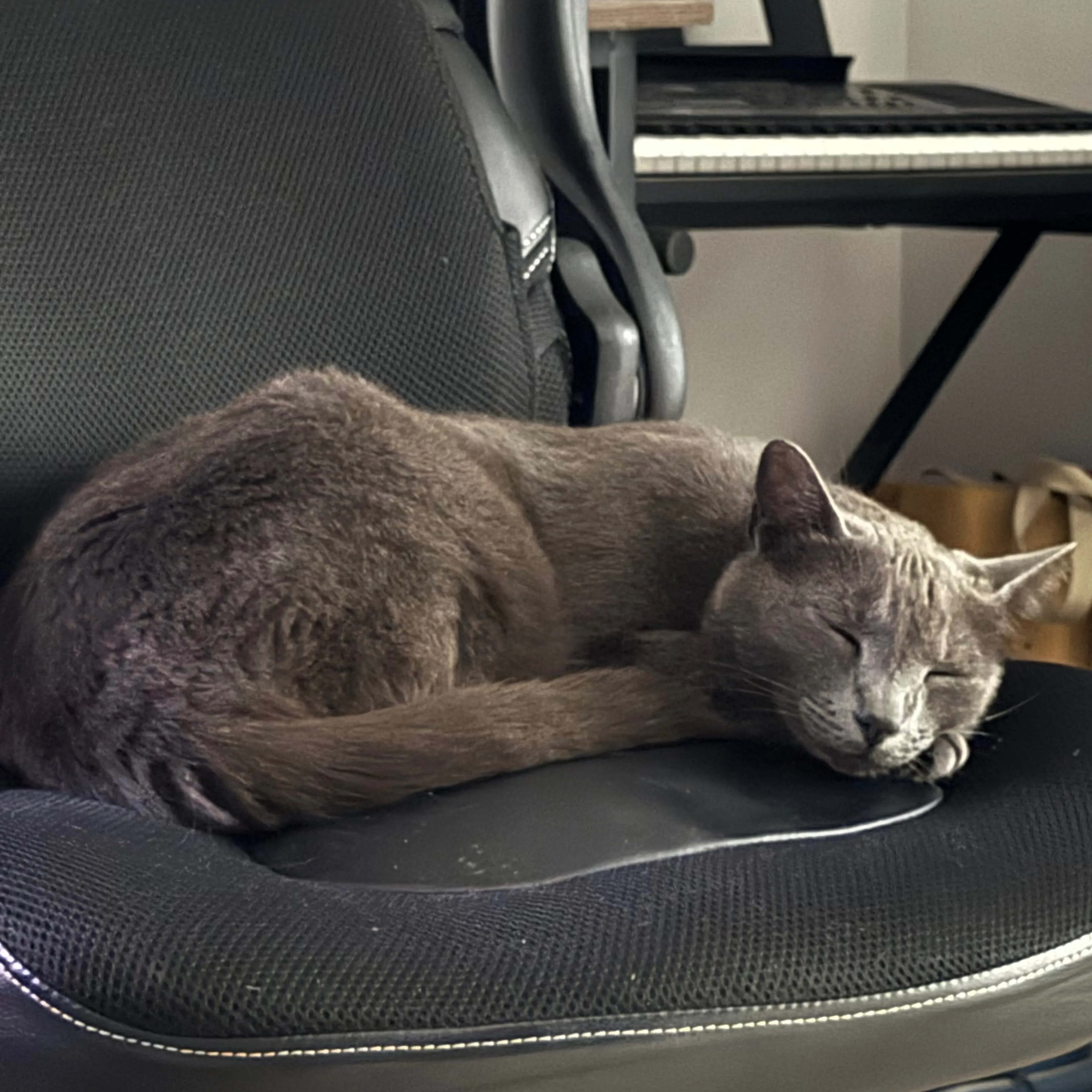 Found pet-1