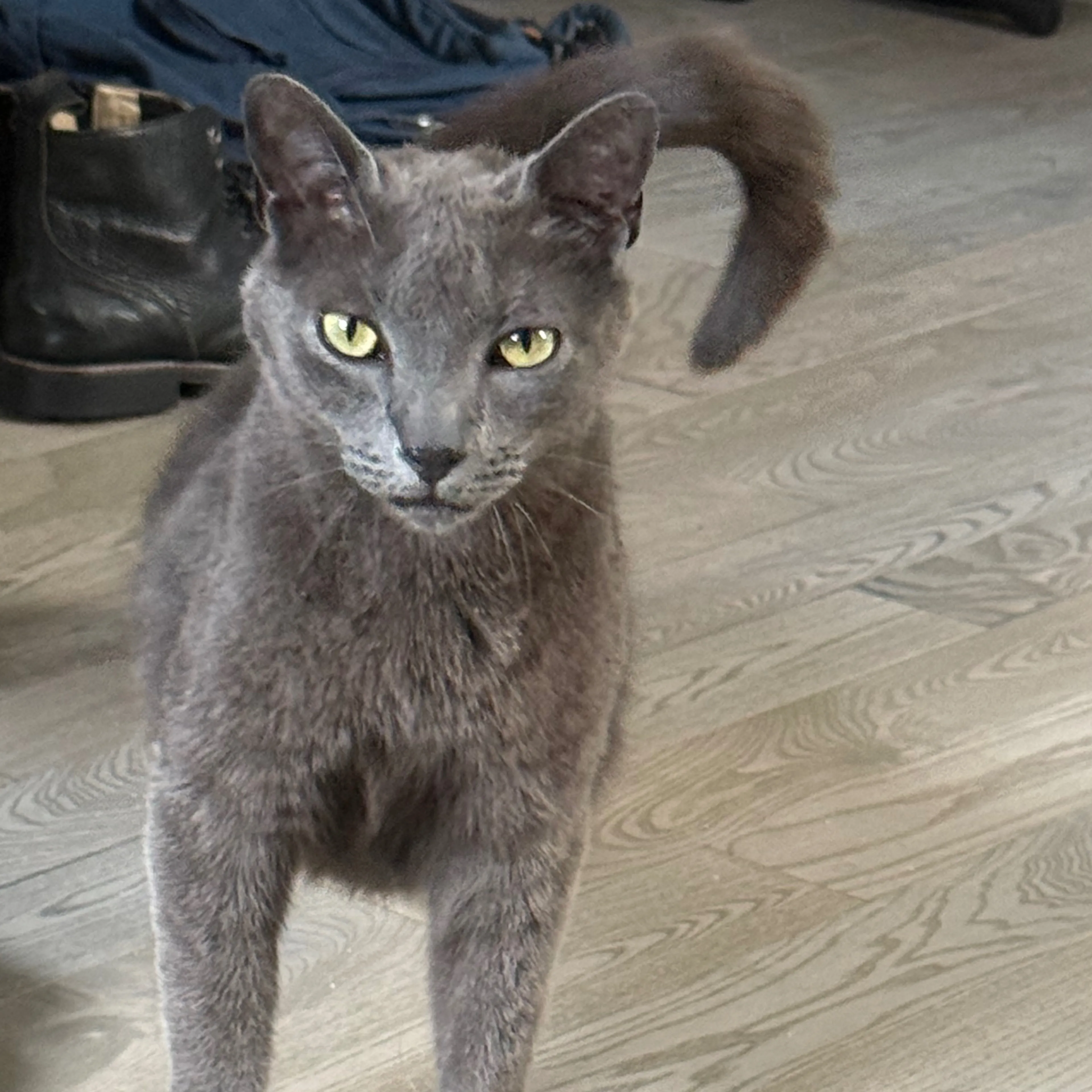 Found pet-2