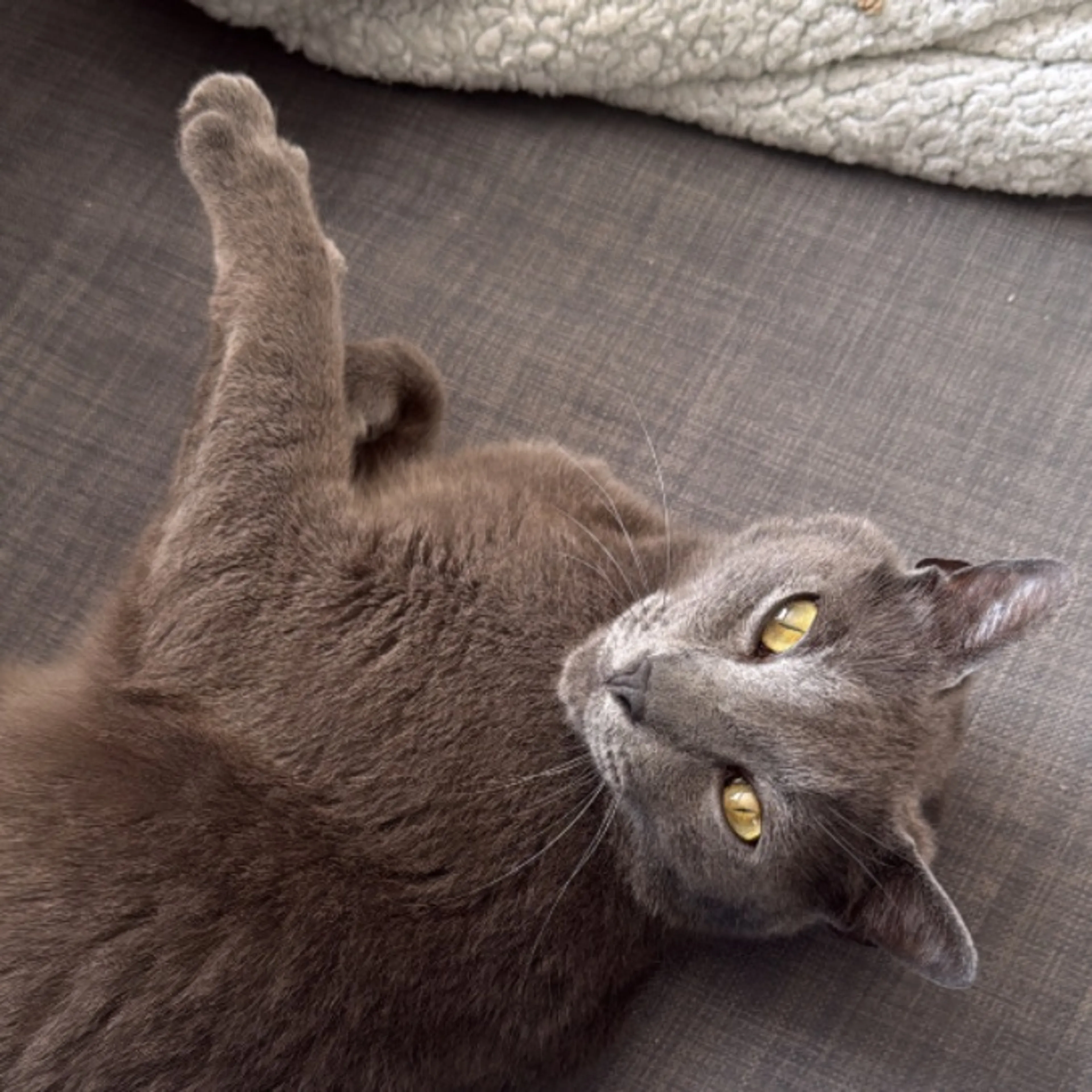 Found pet-0