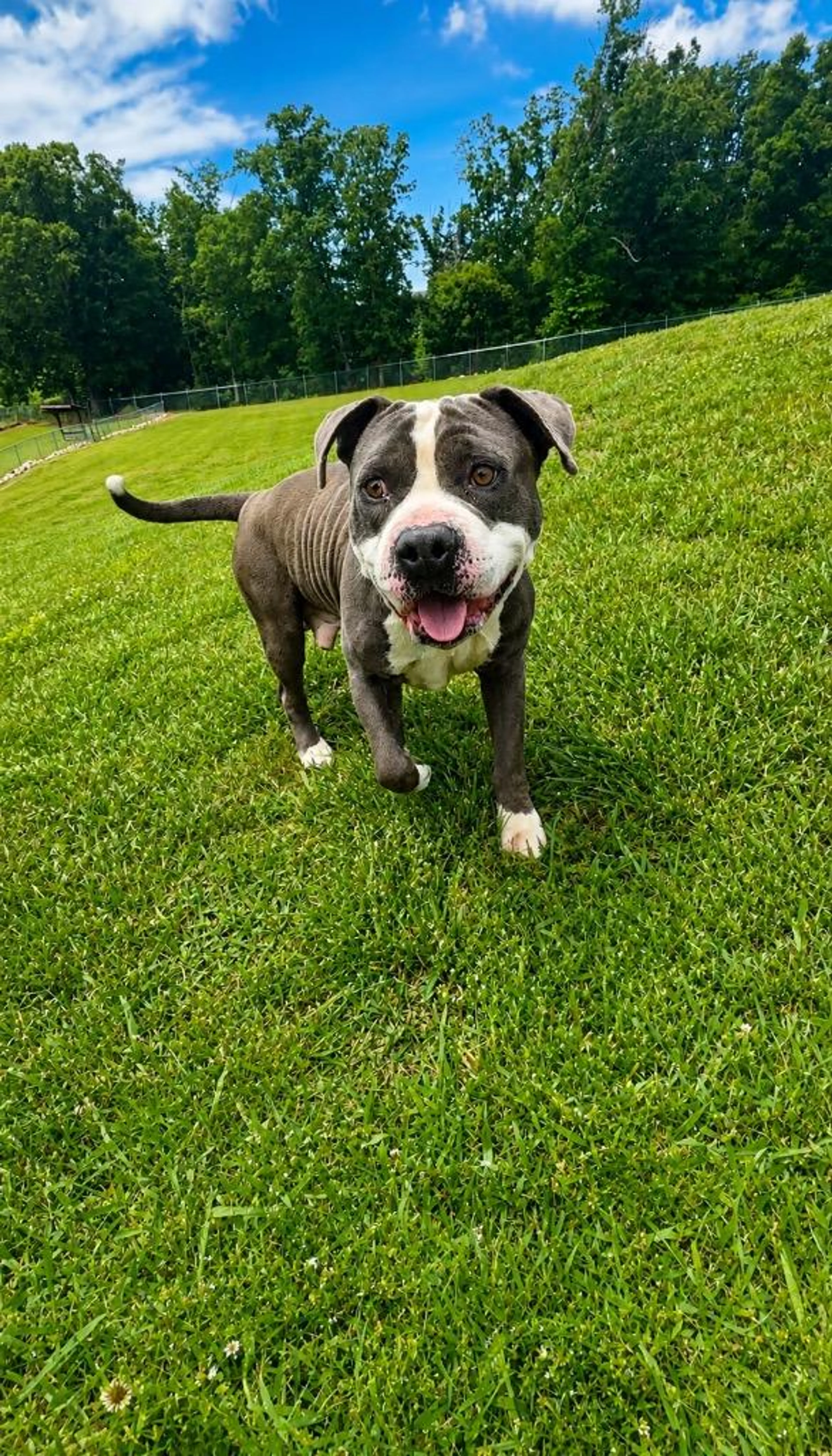 Found pet-2