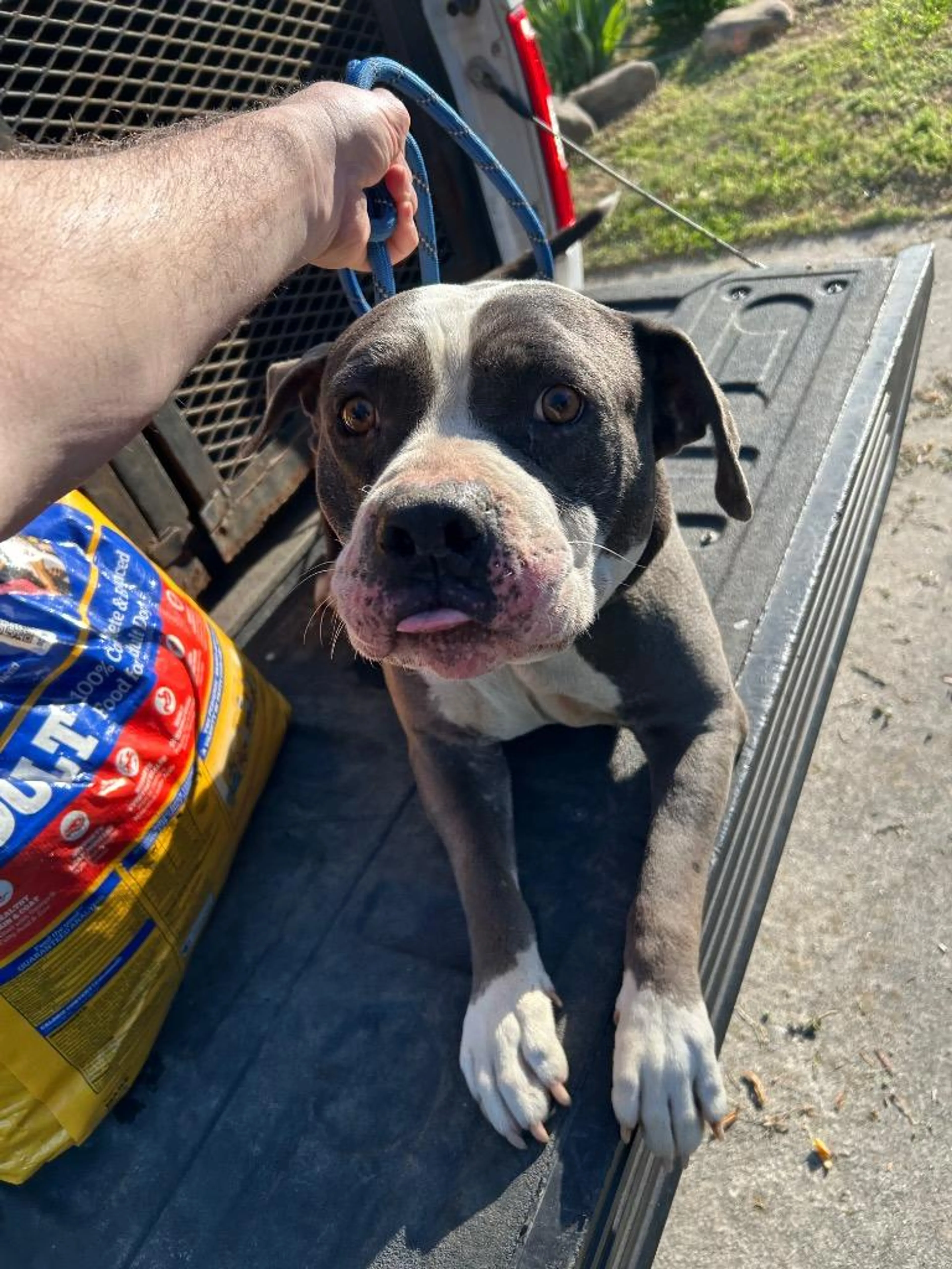 Found pet-1