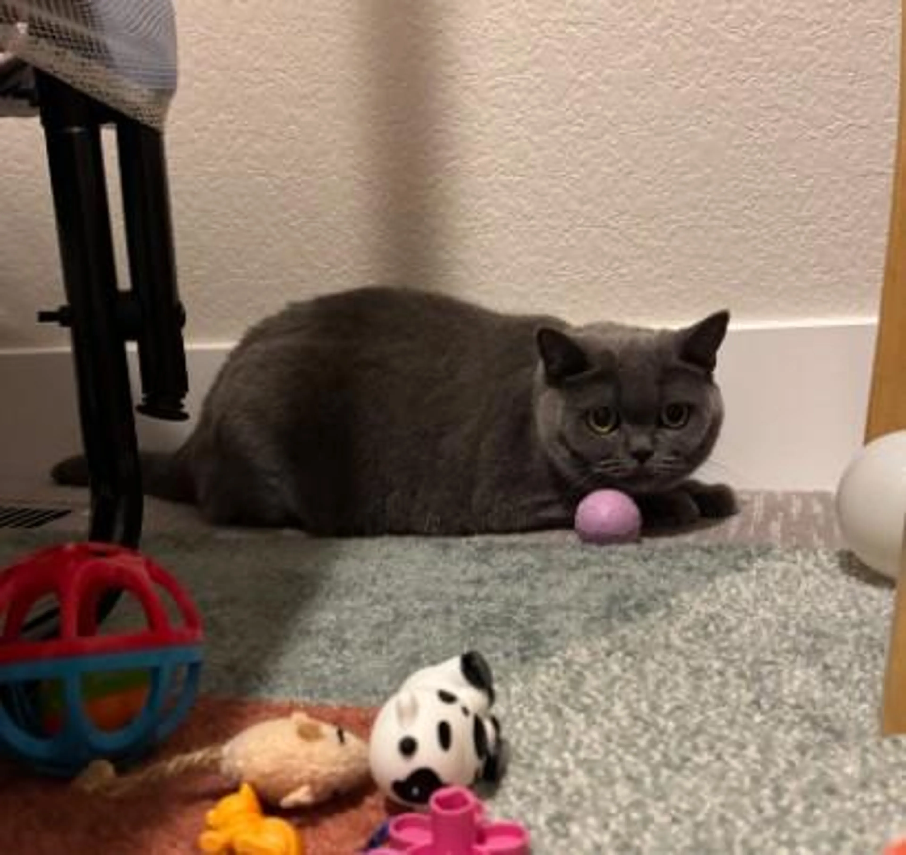 Found pet-4