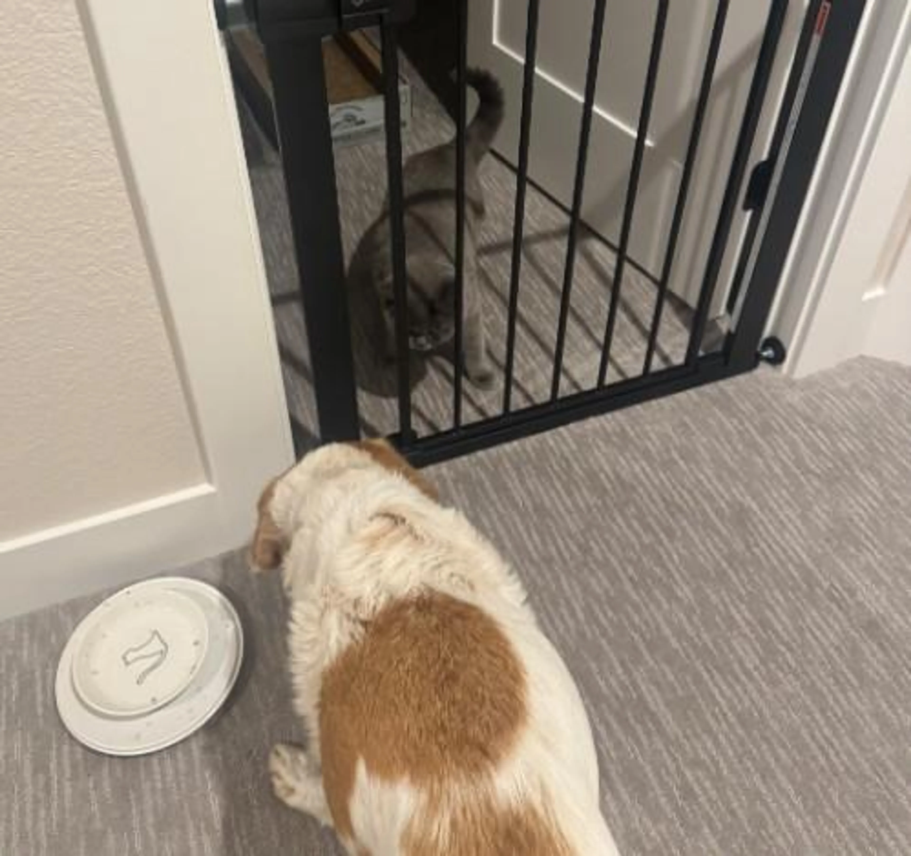Found pet-1
