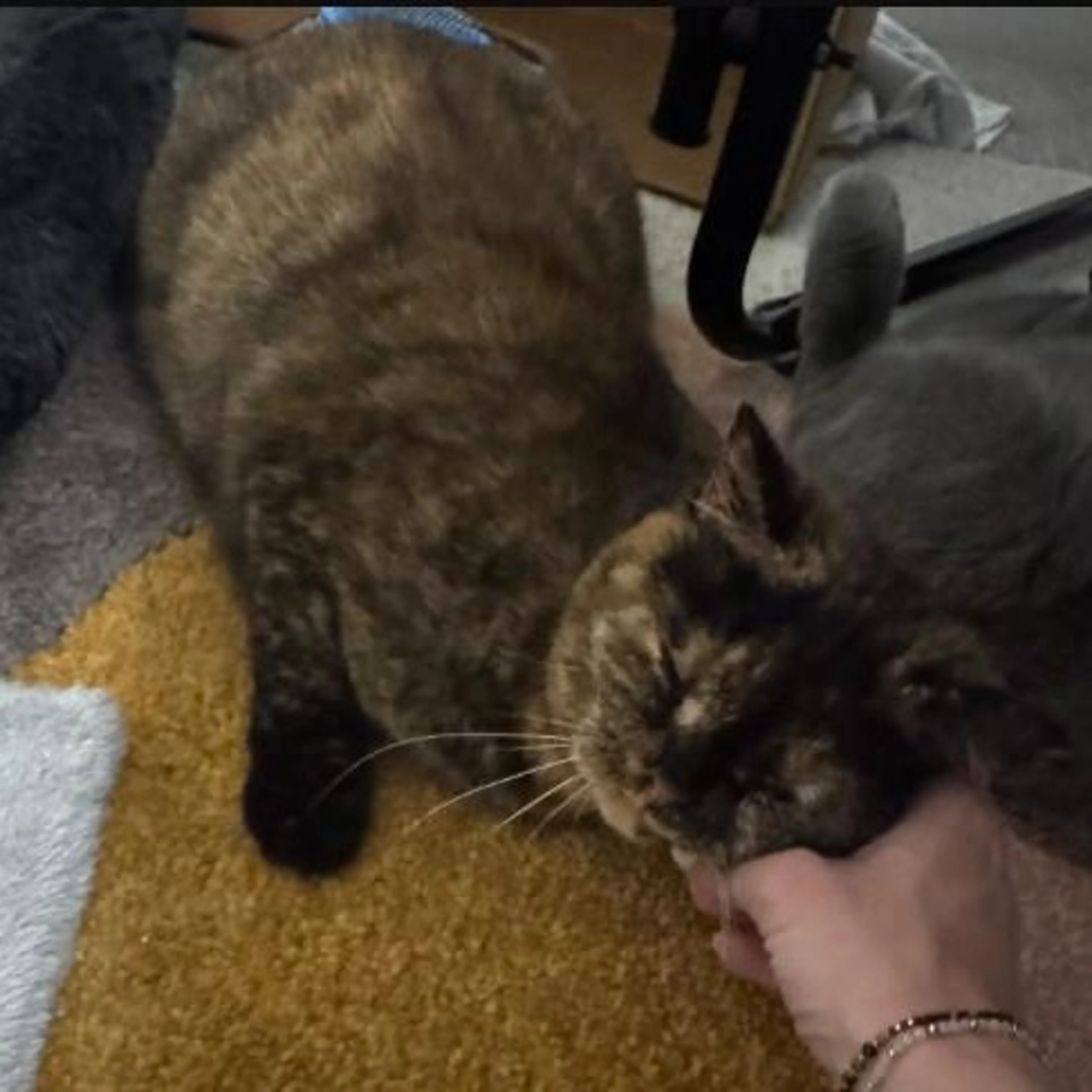Found pet-0
