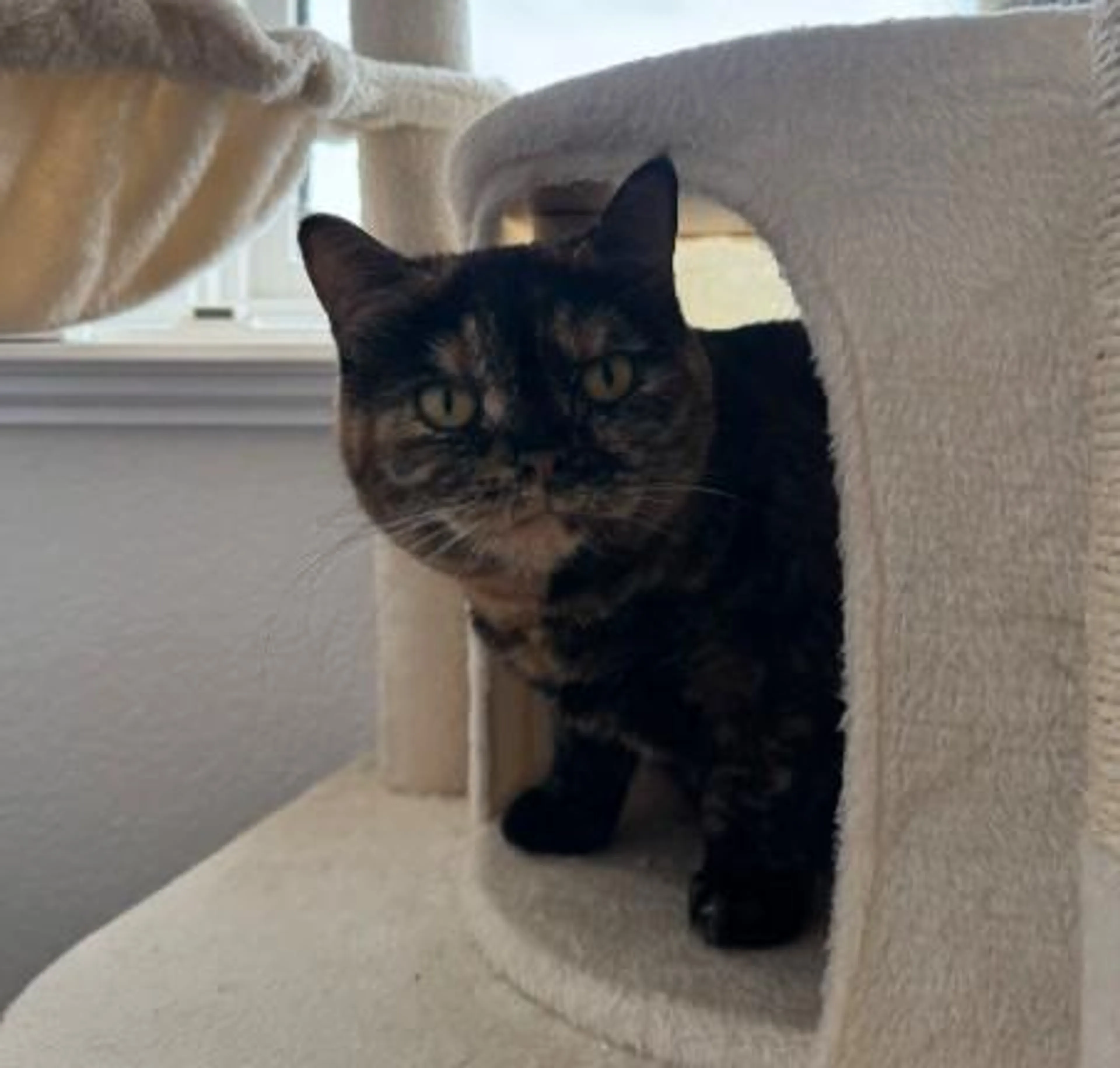 Found pet-3