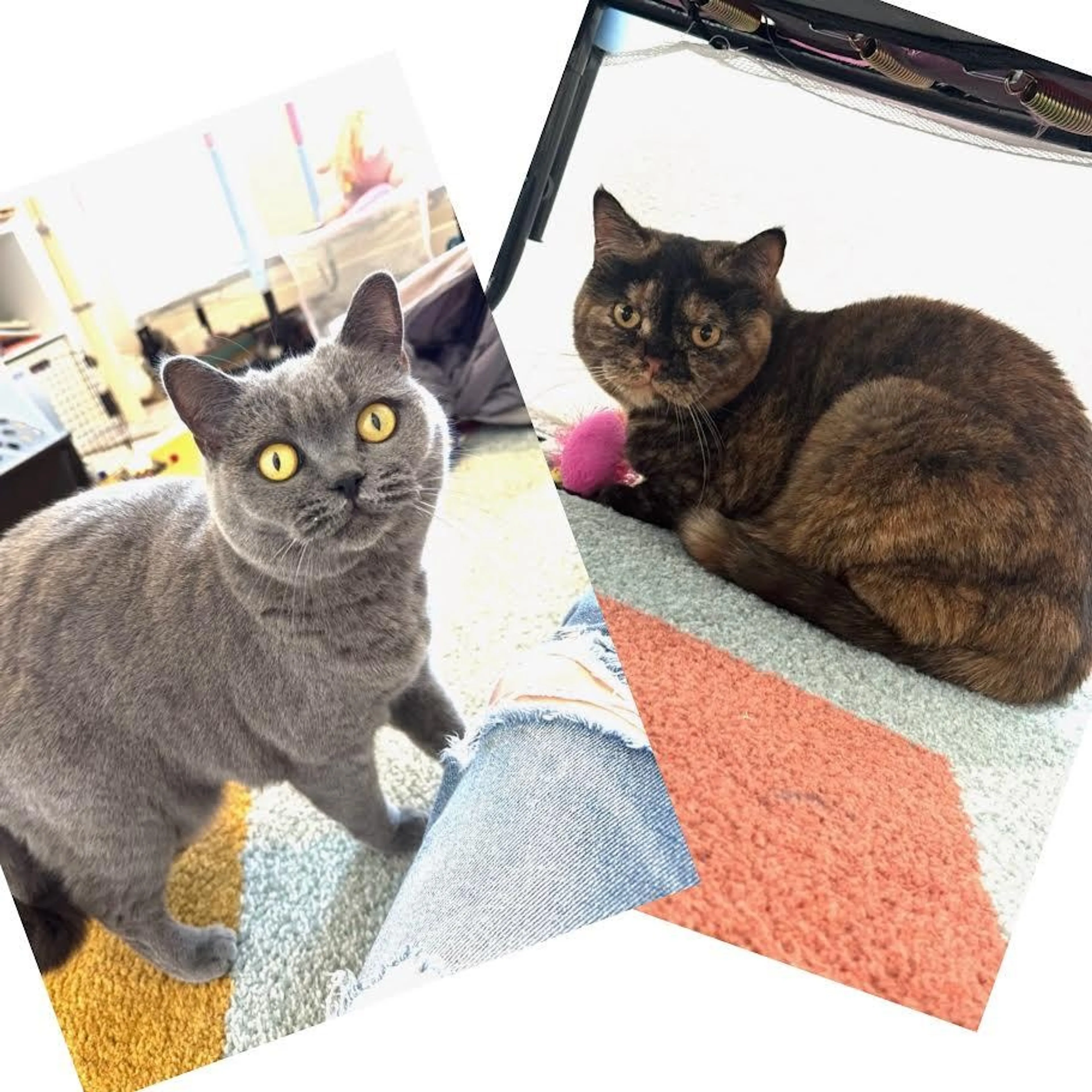 Found pet-2