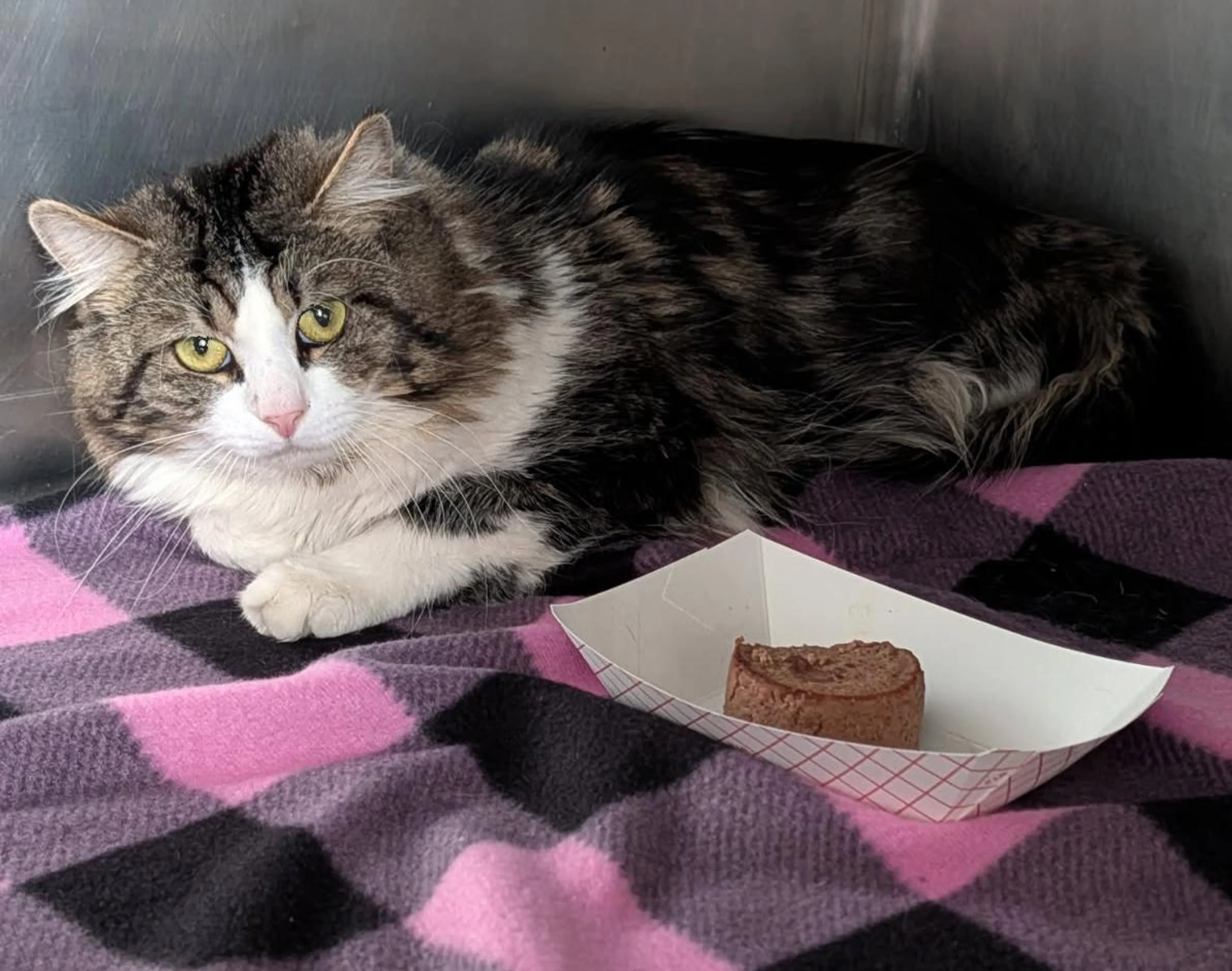 Found pet-2