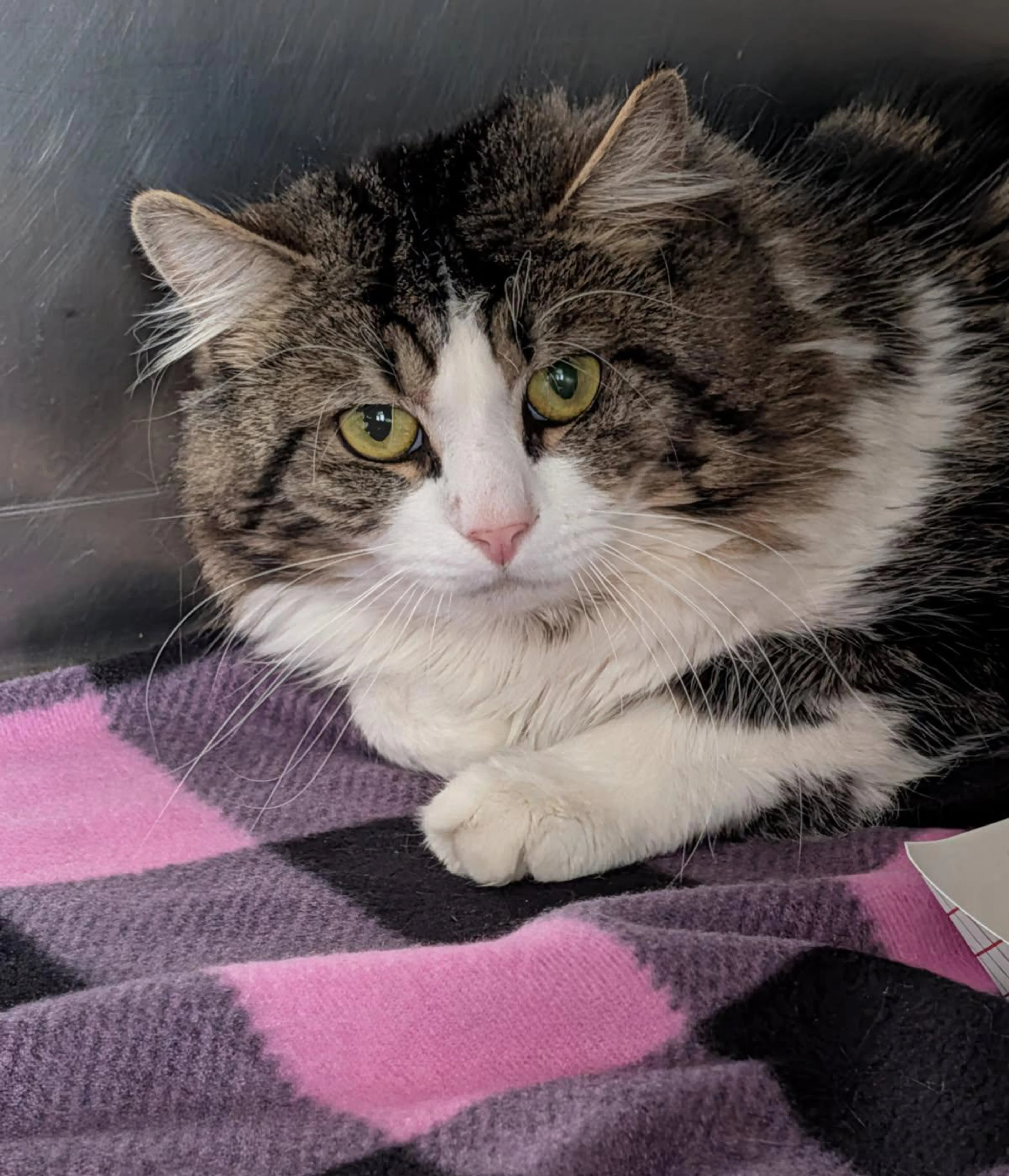 Found pet-3