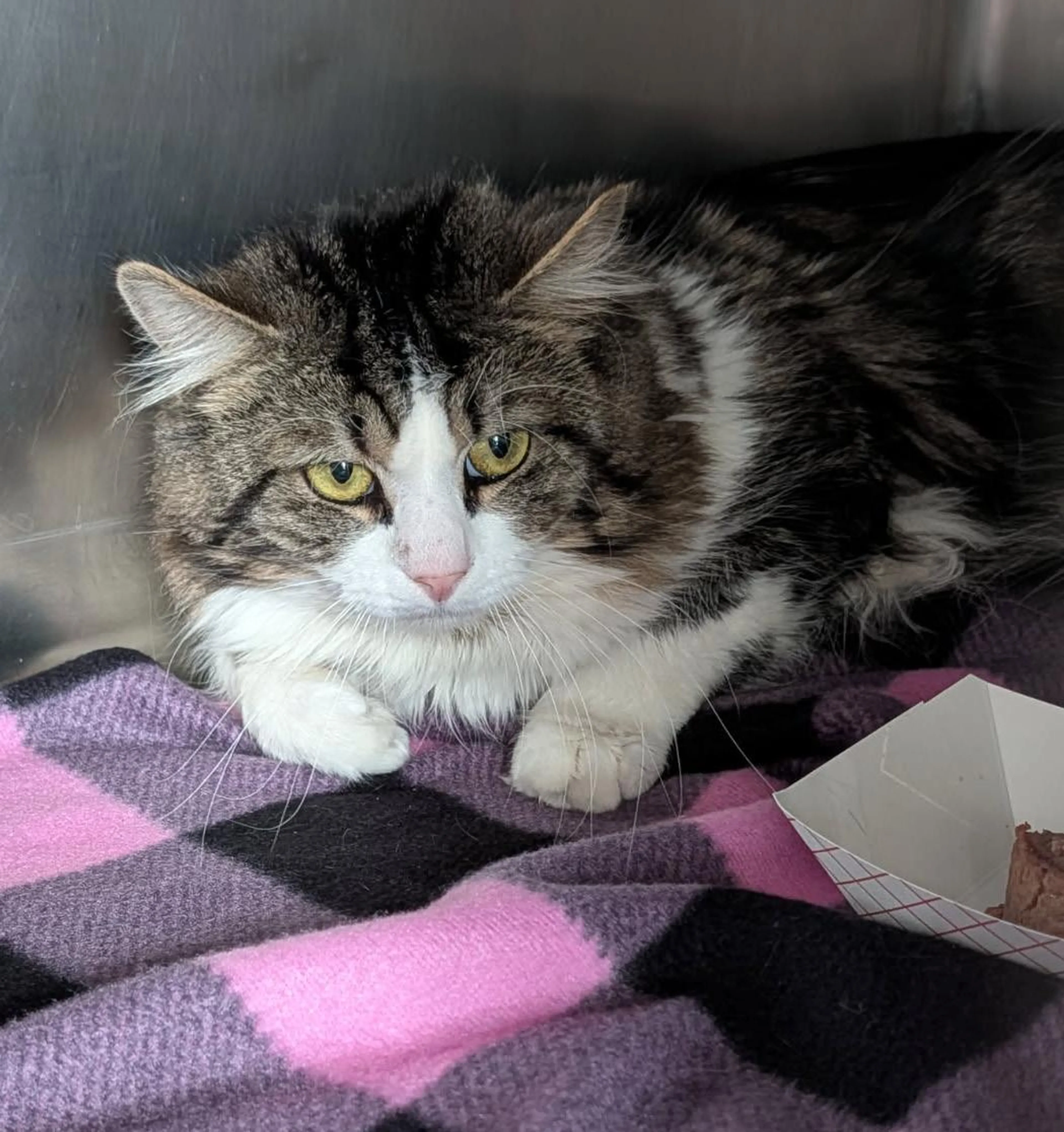 Found pet-5