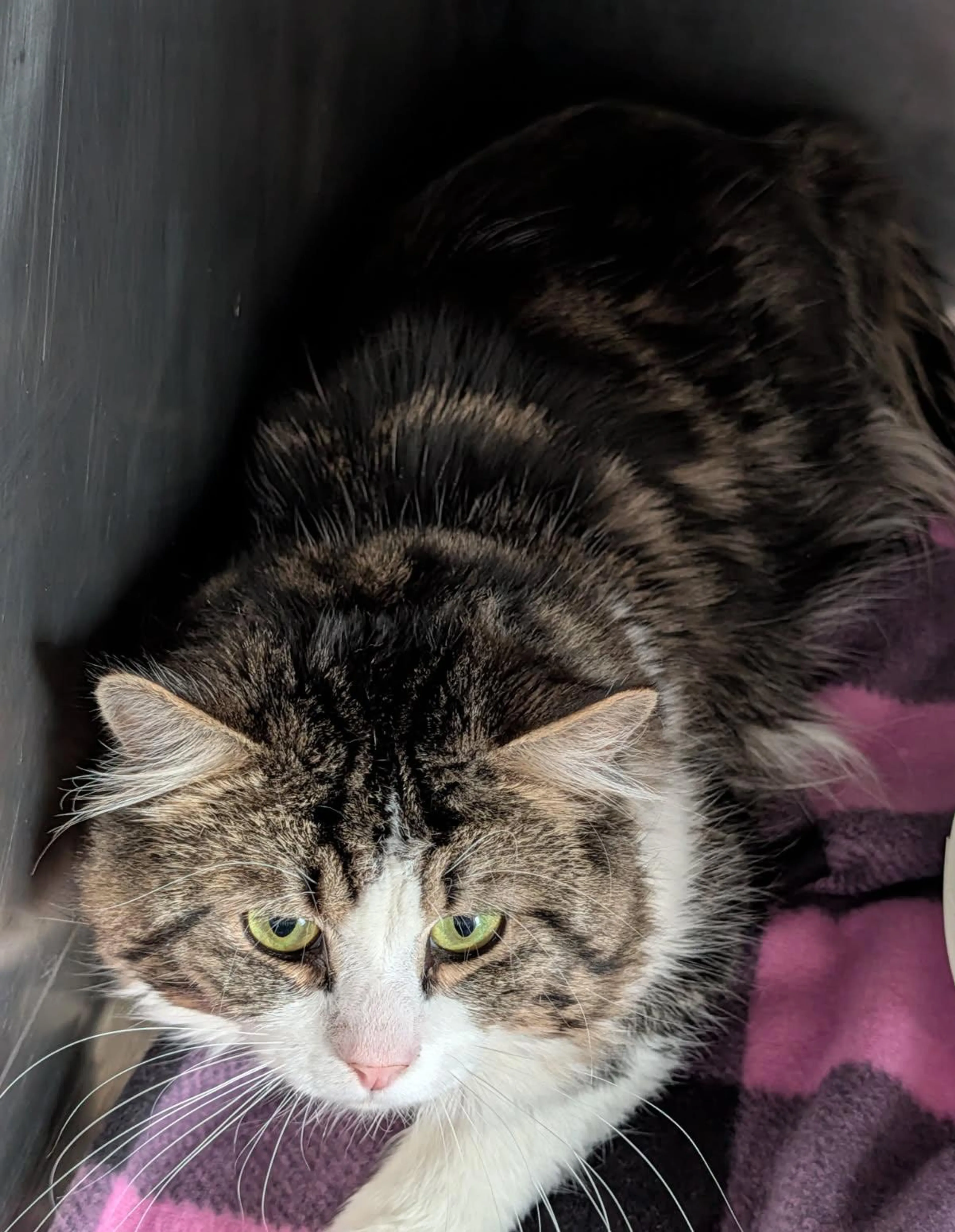 Found pet-0