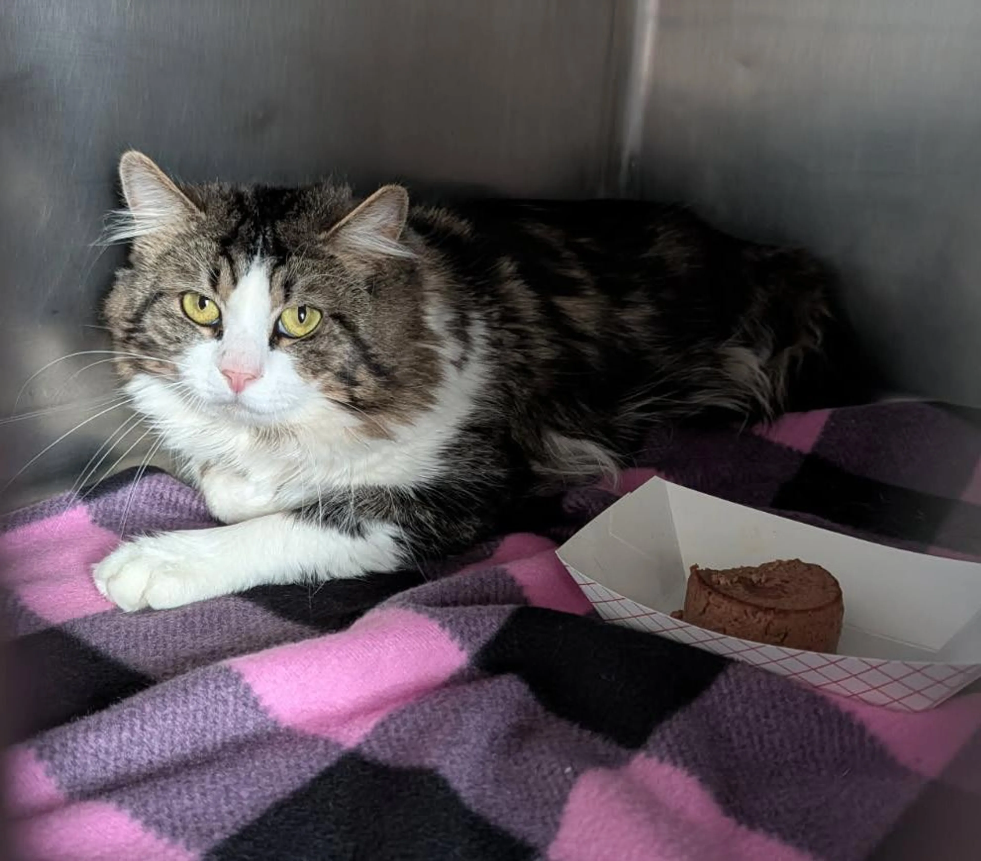 Found pet-1