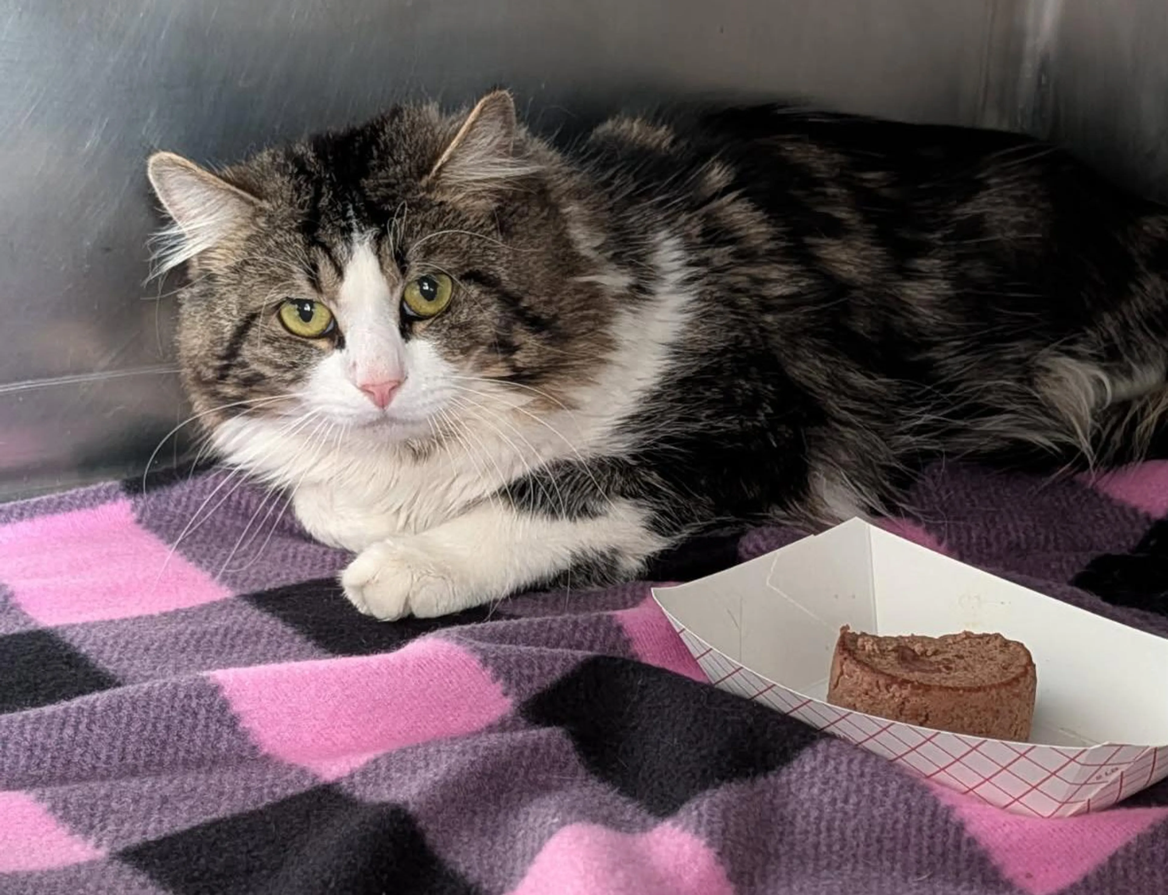 Found pet-4