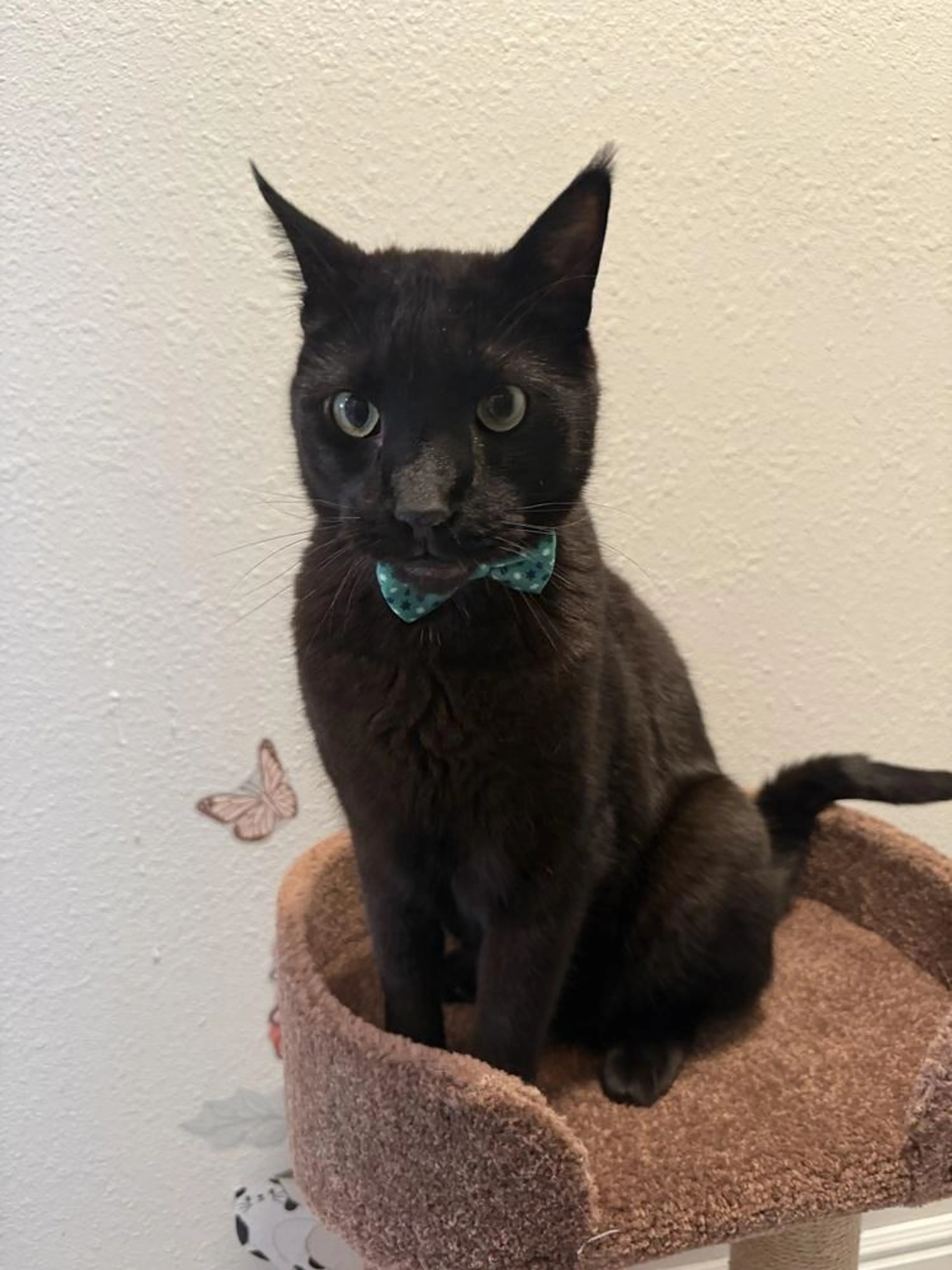 Found pet-1