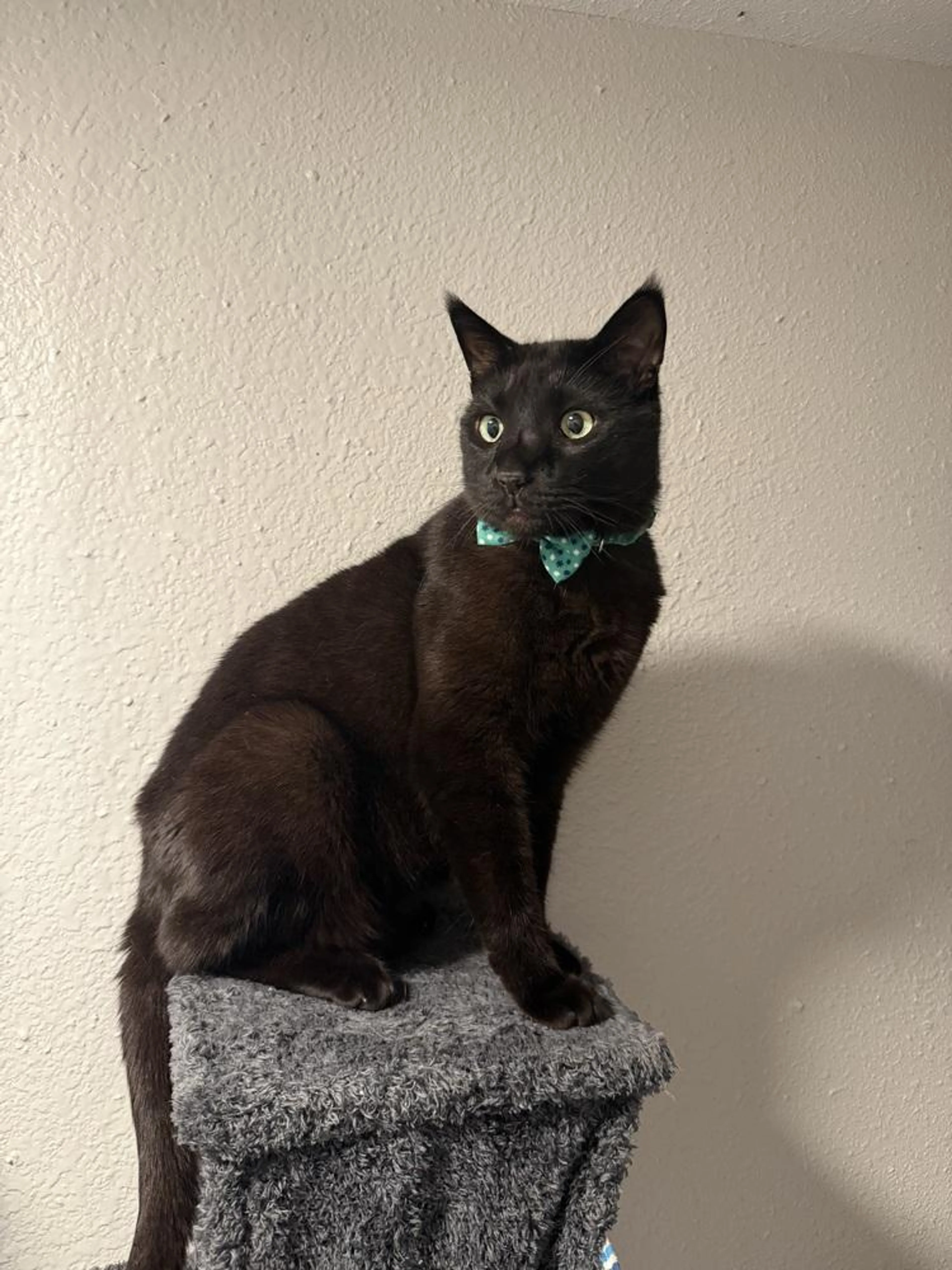 Found pet-2