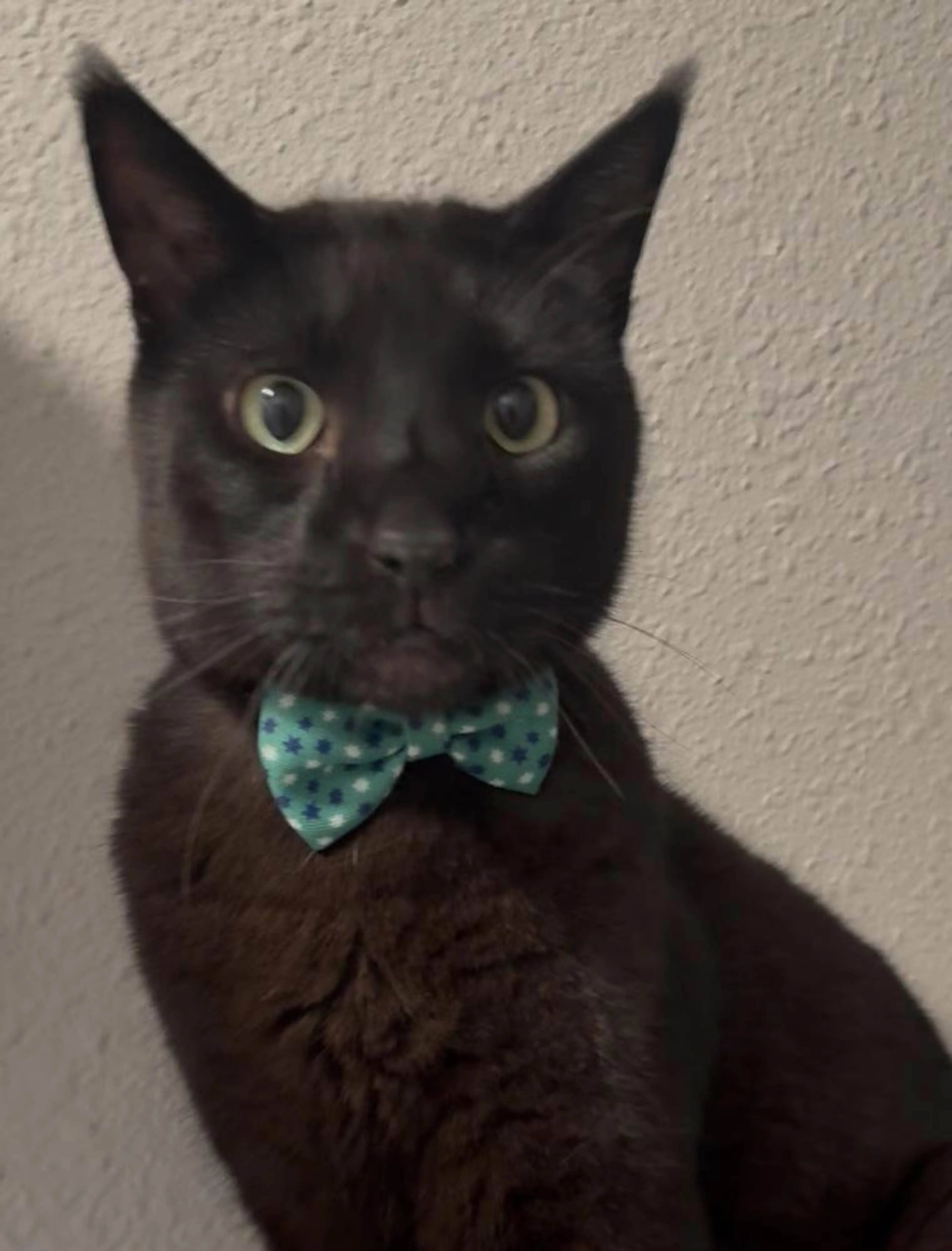 Found pet-3