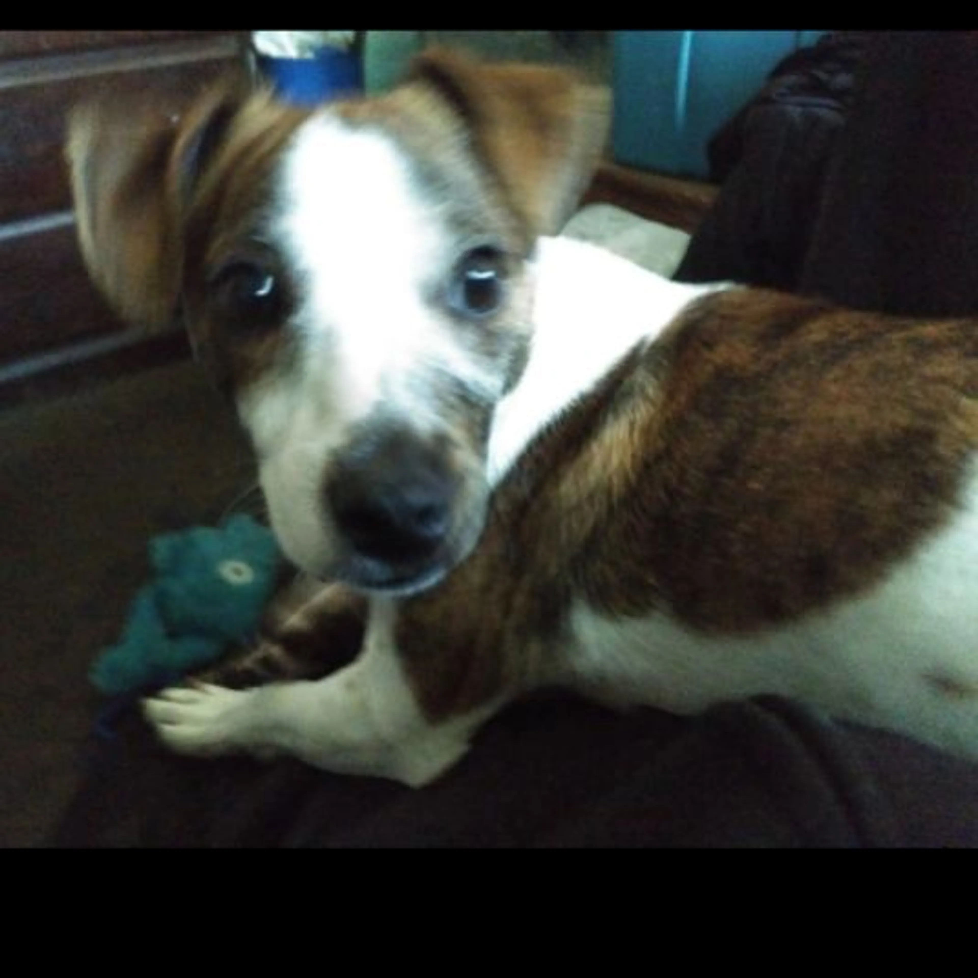 Lost pet