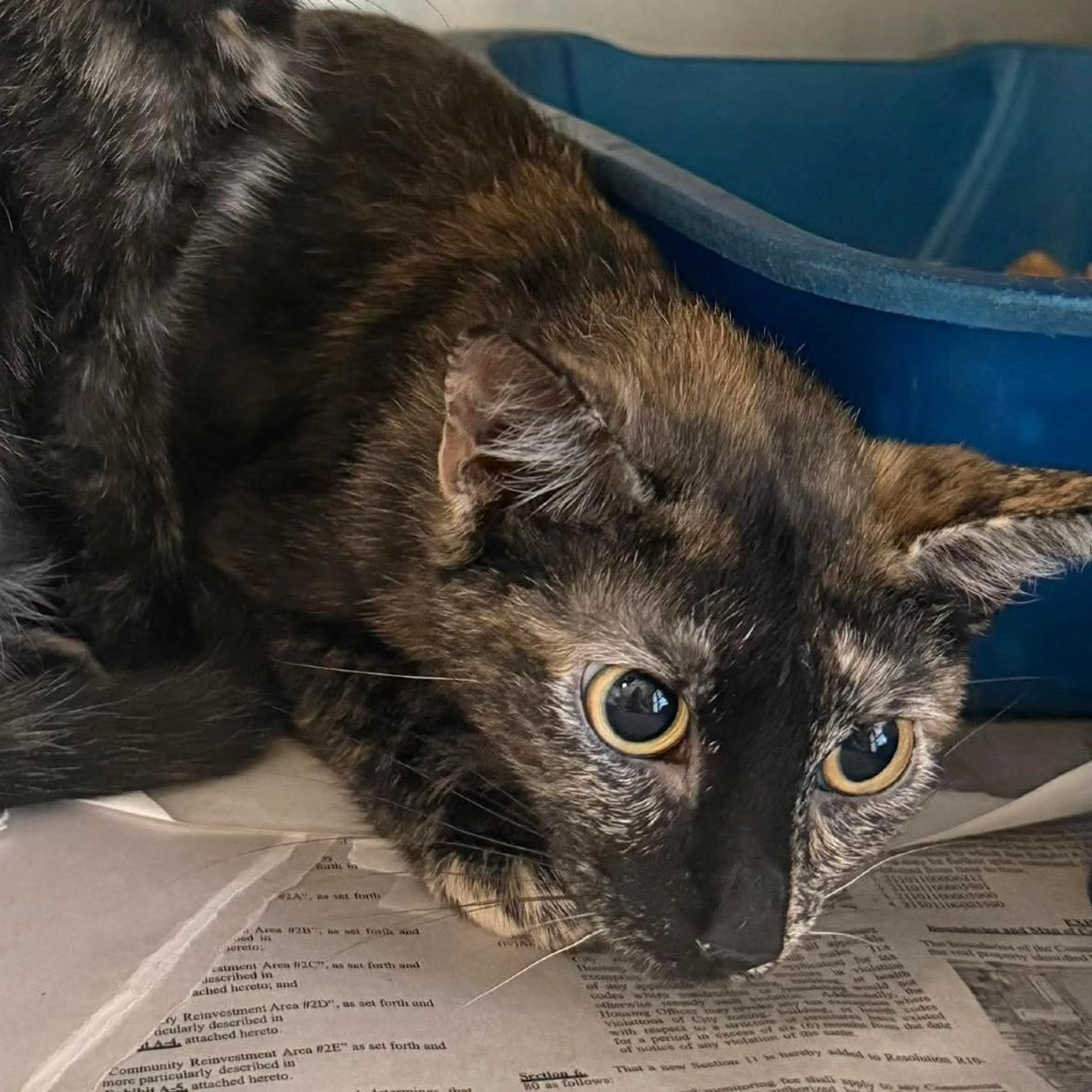 Found pet-1