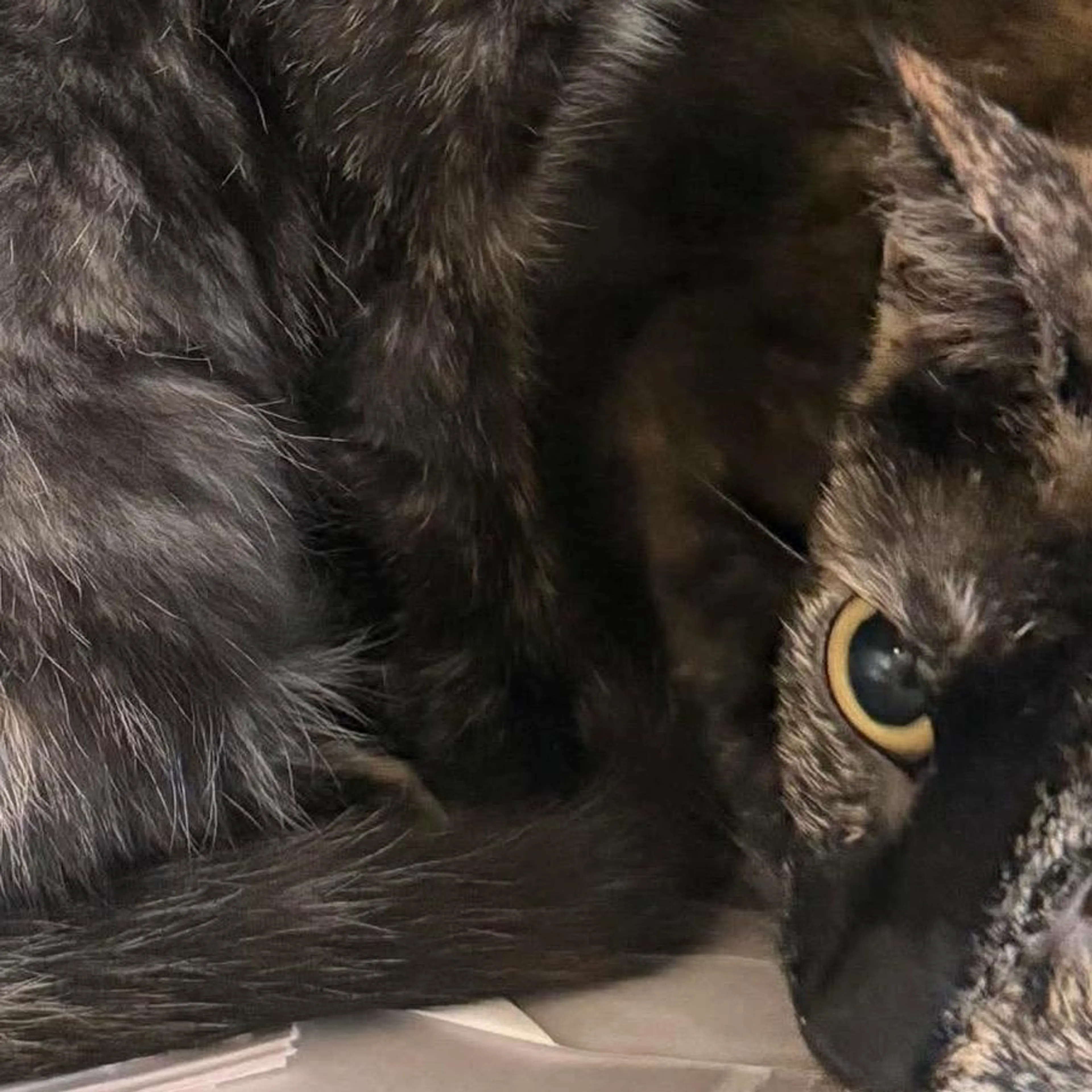 Found pet-3