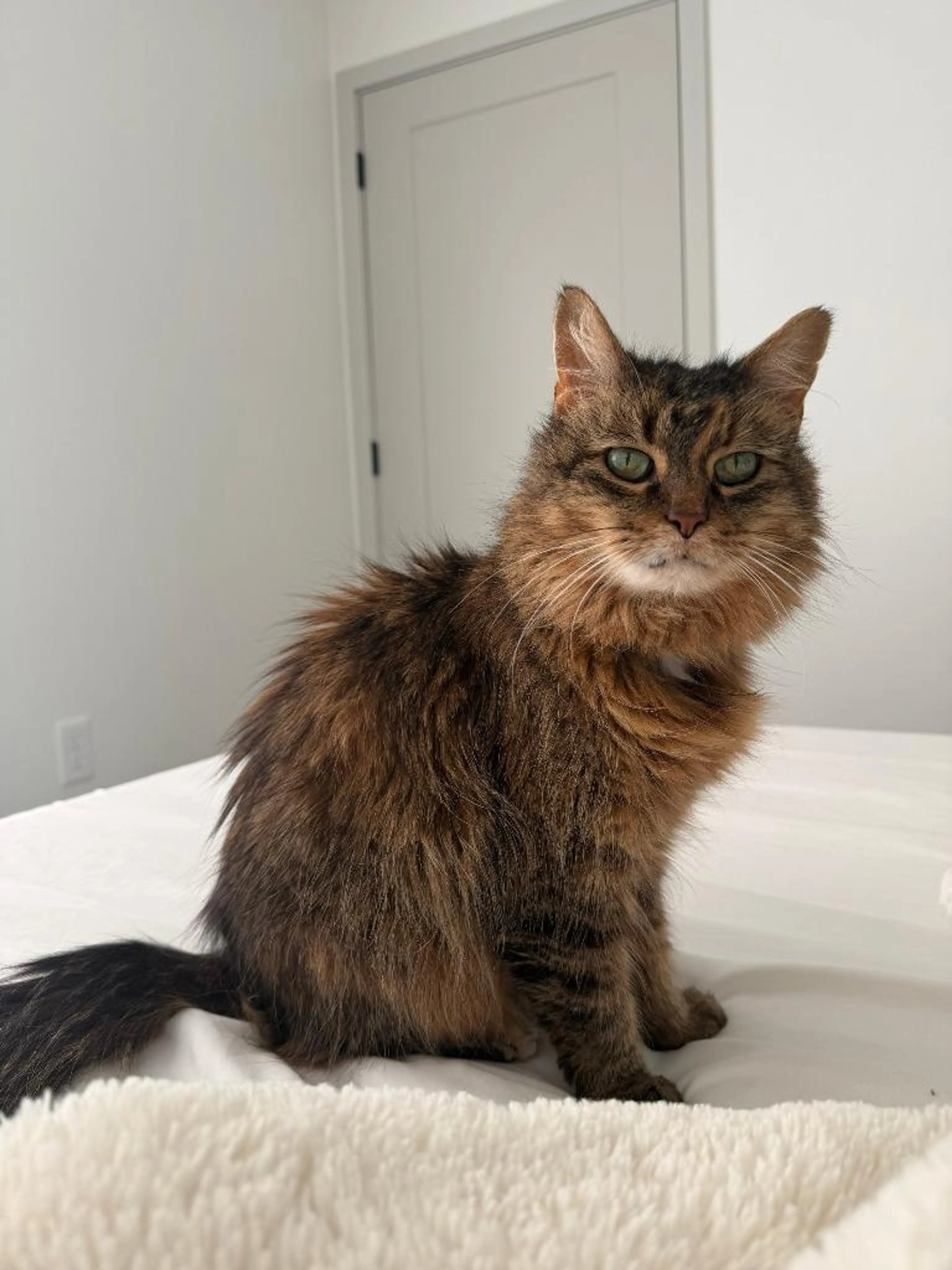 Found pet-0