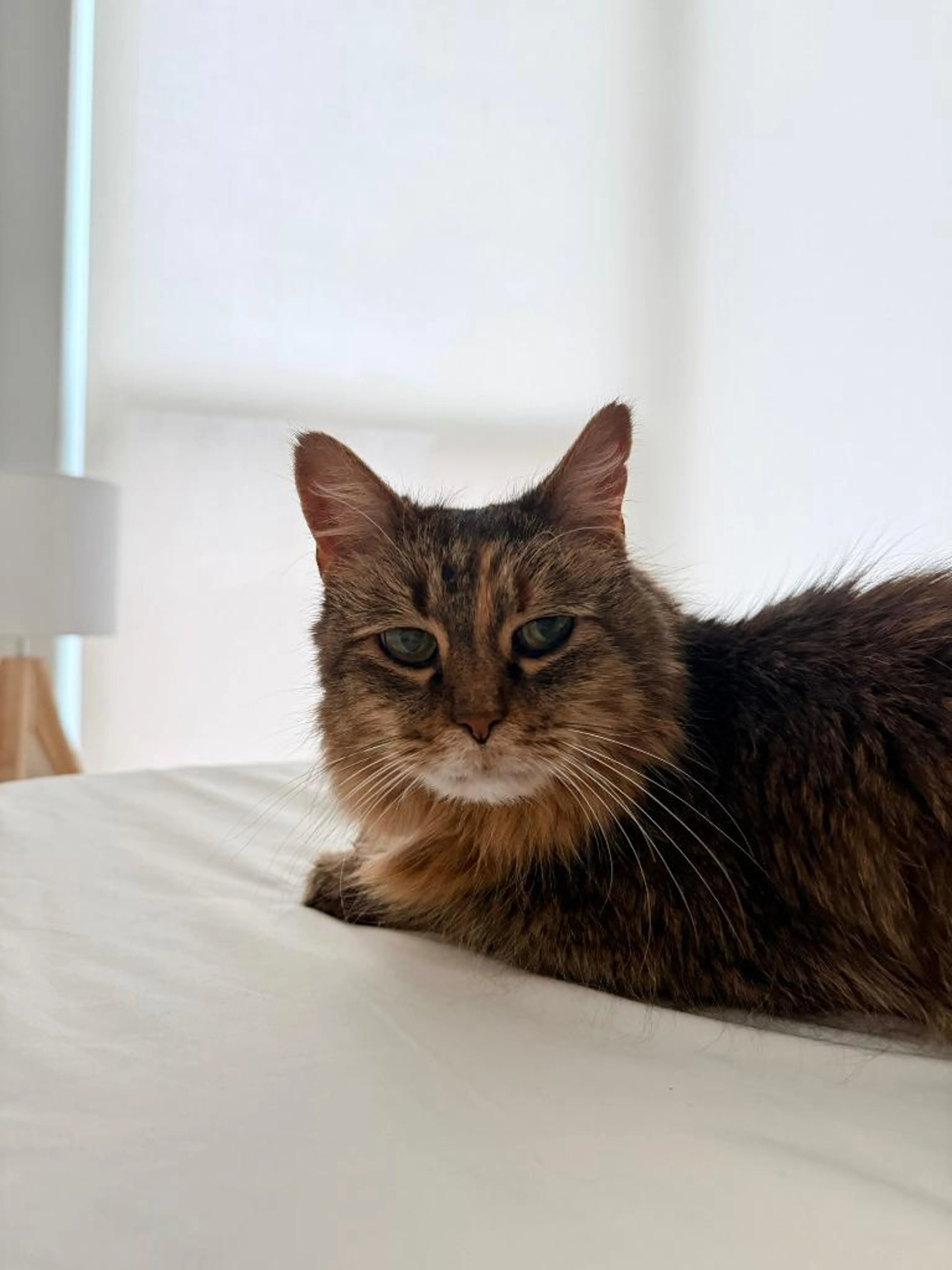 Found pet-2