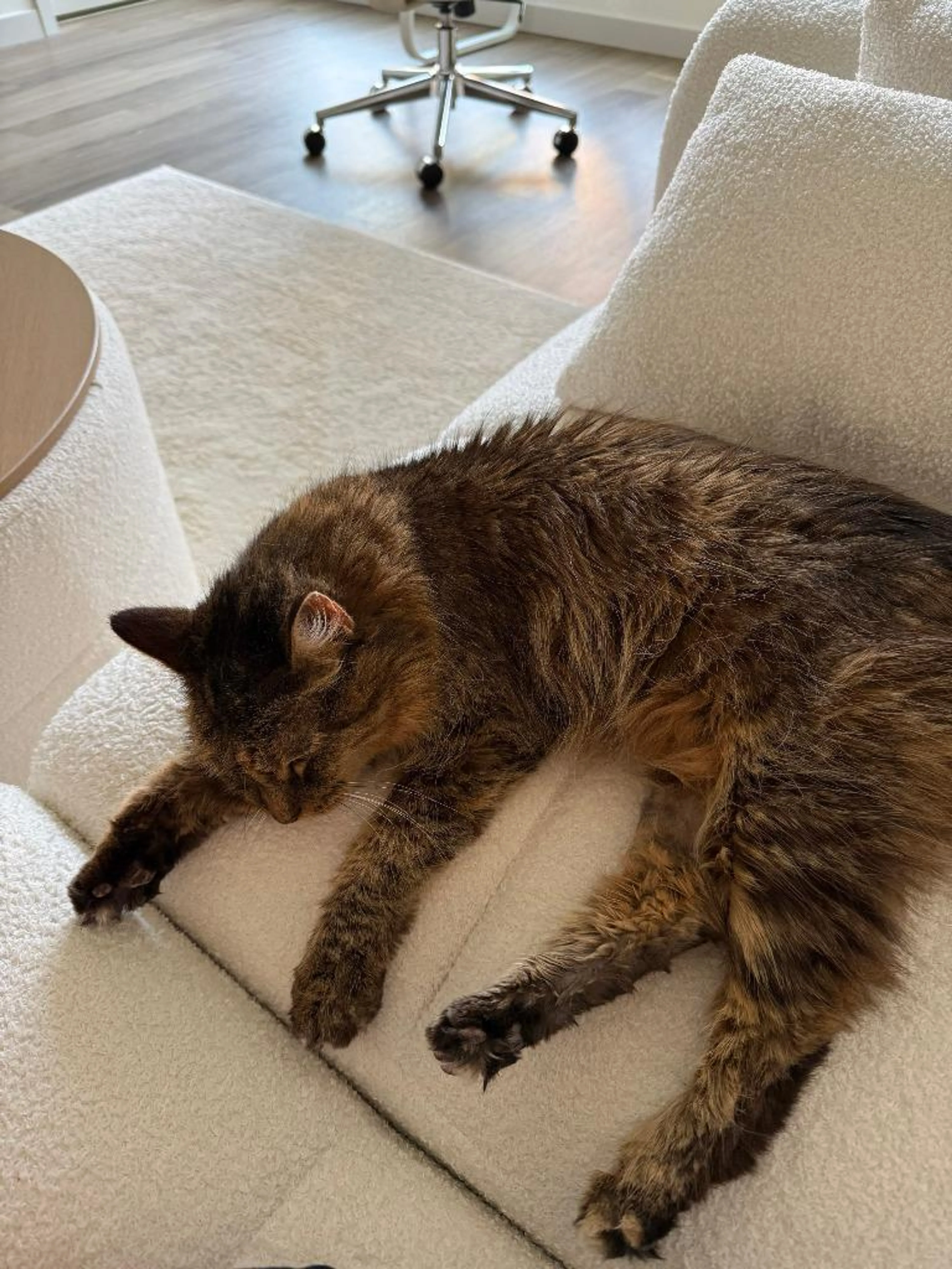 Found pet-1