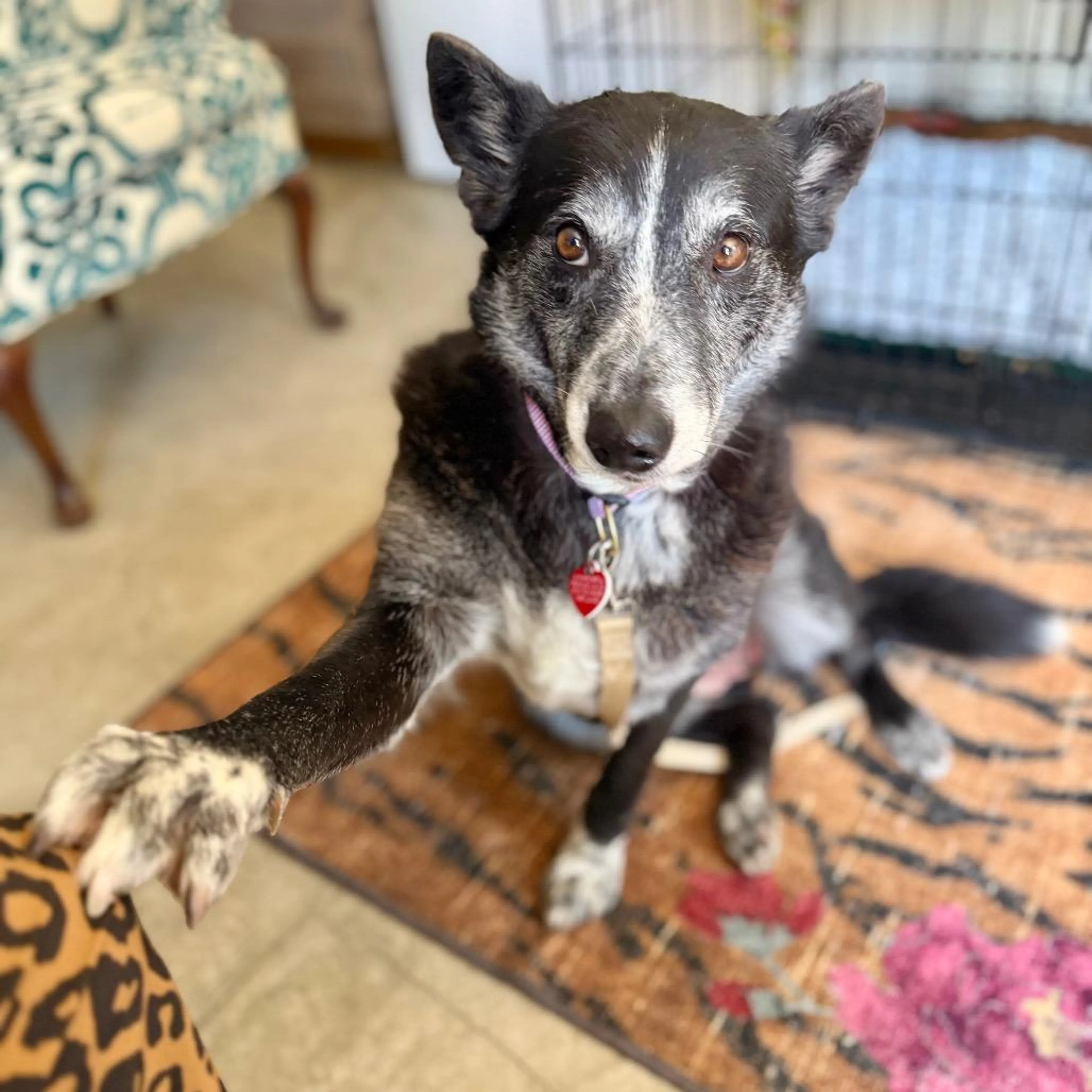 Found pet-4