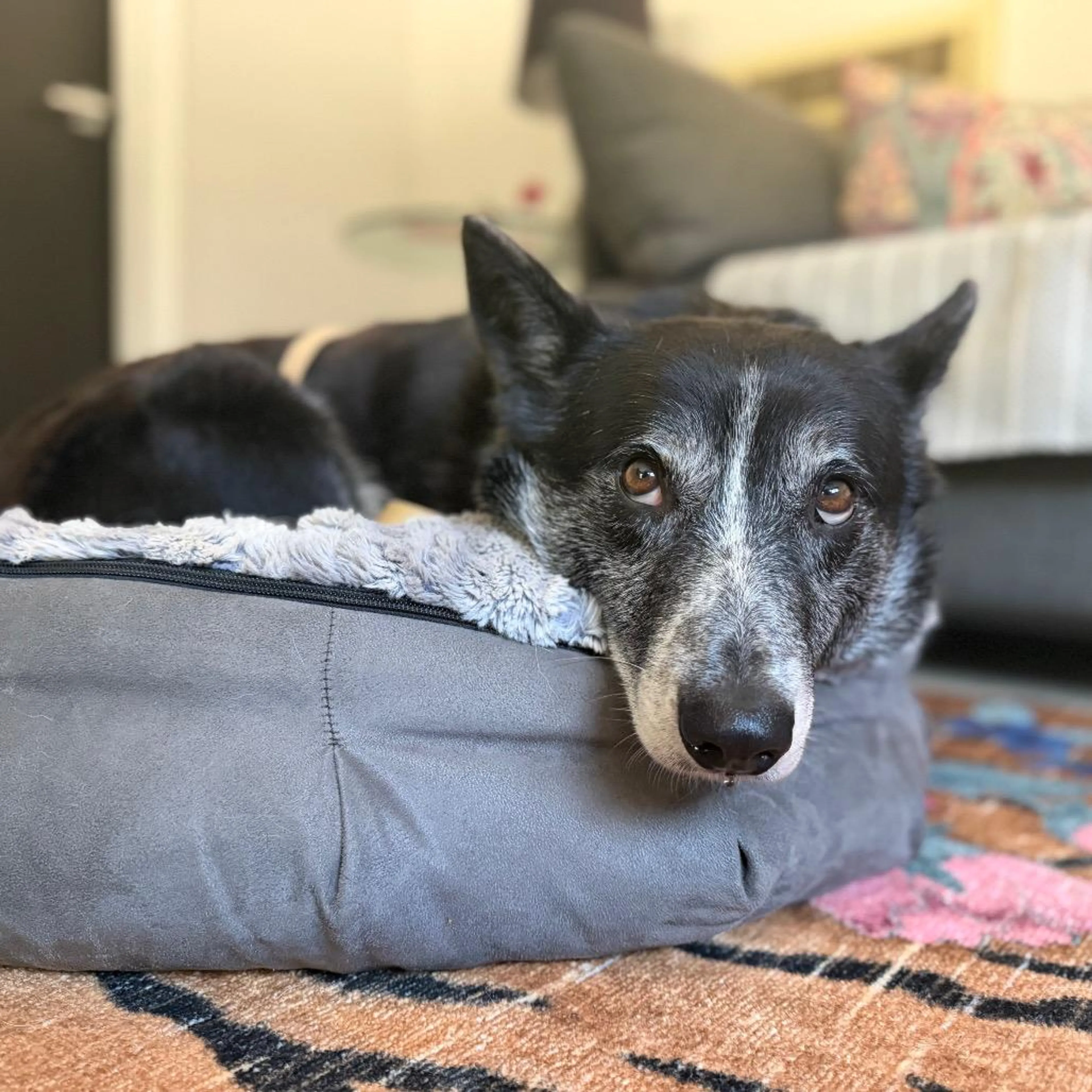 Found pet-5