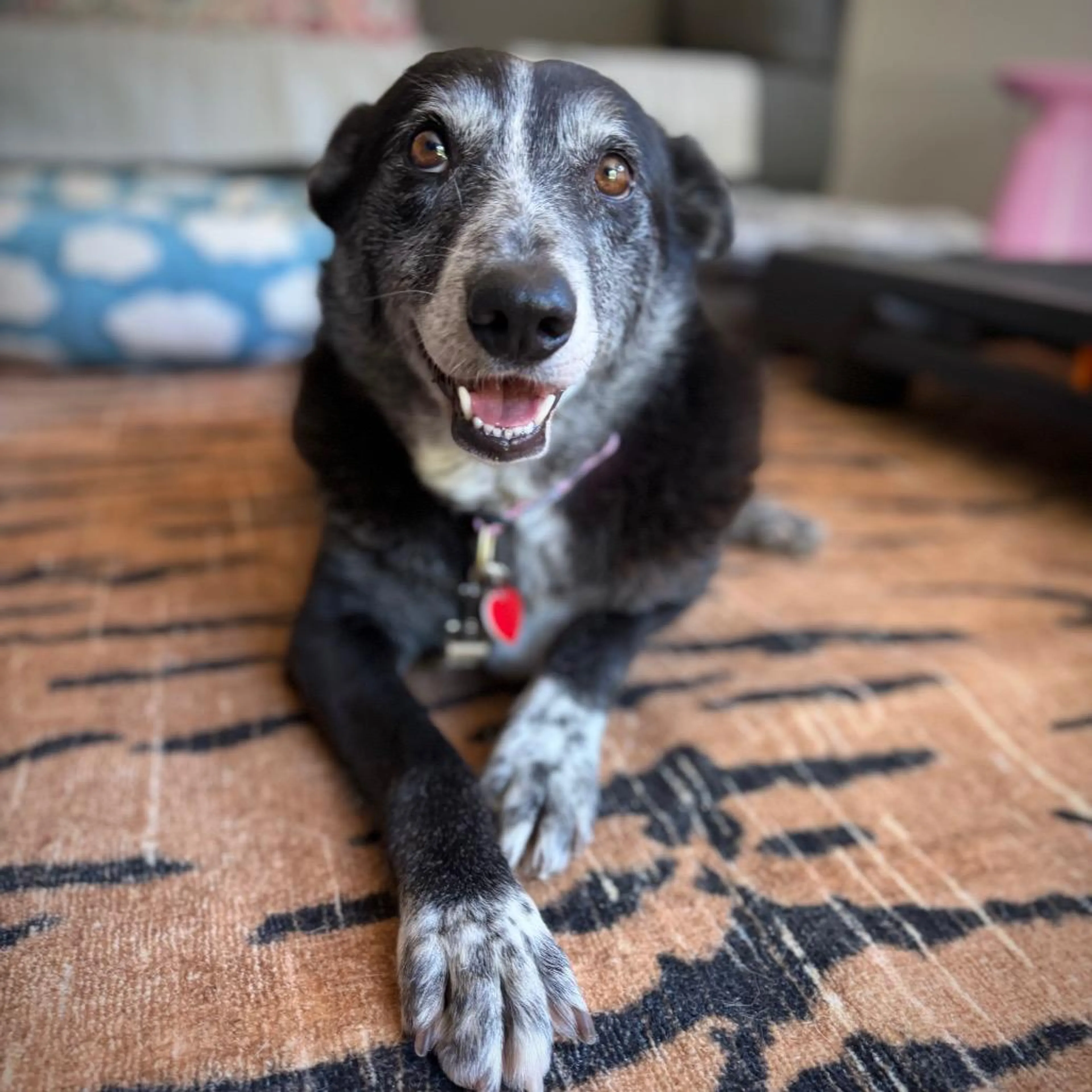 Found pet-2