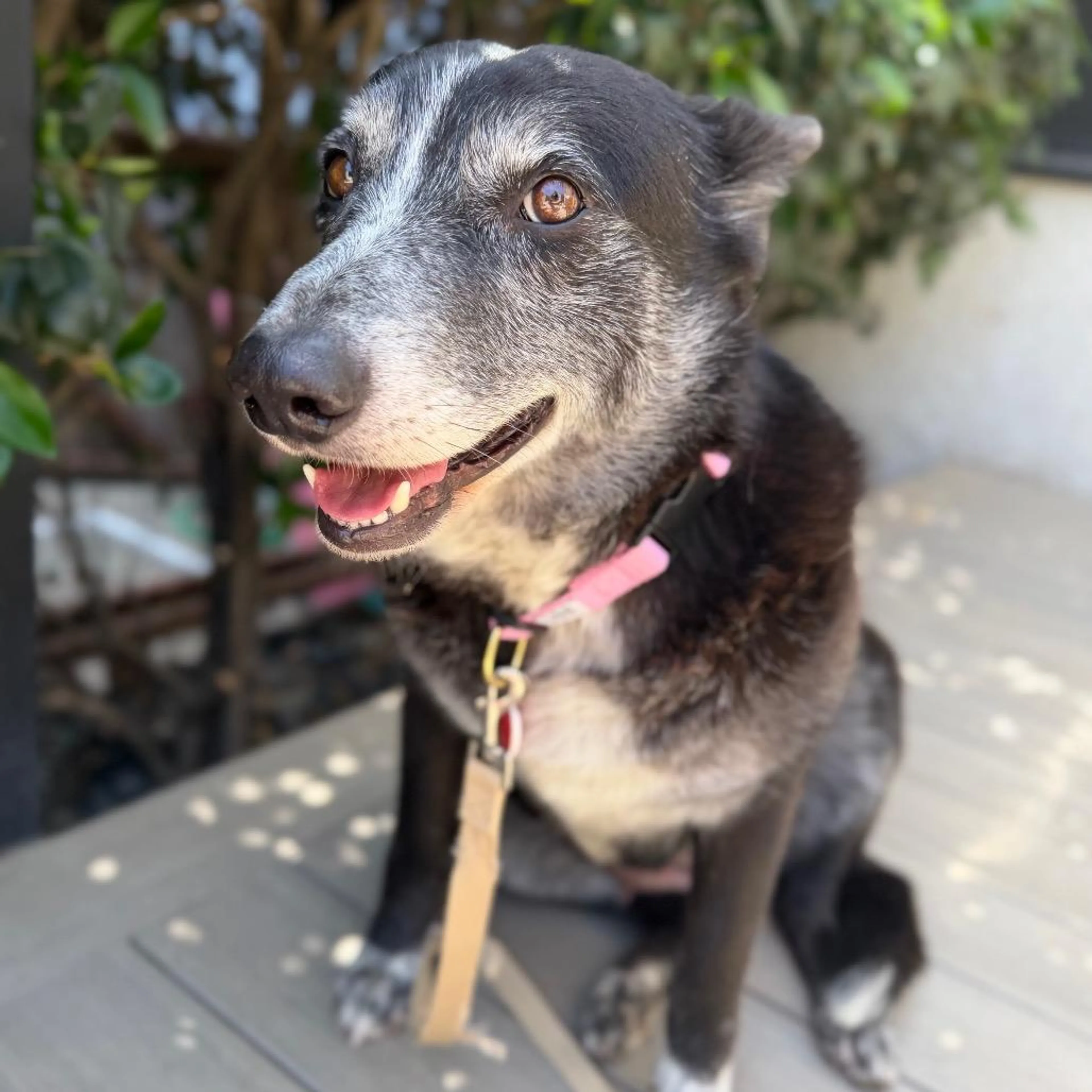 Found pet-3