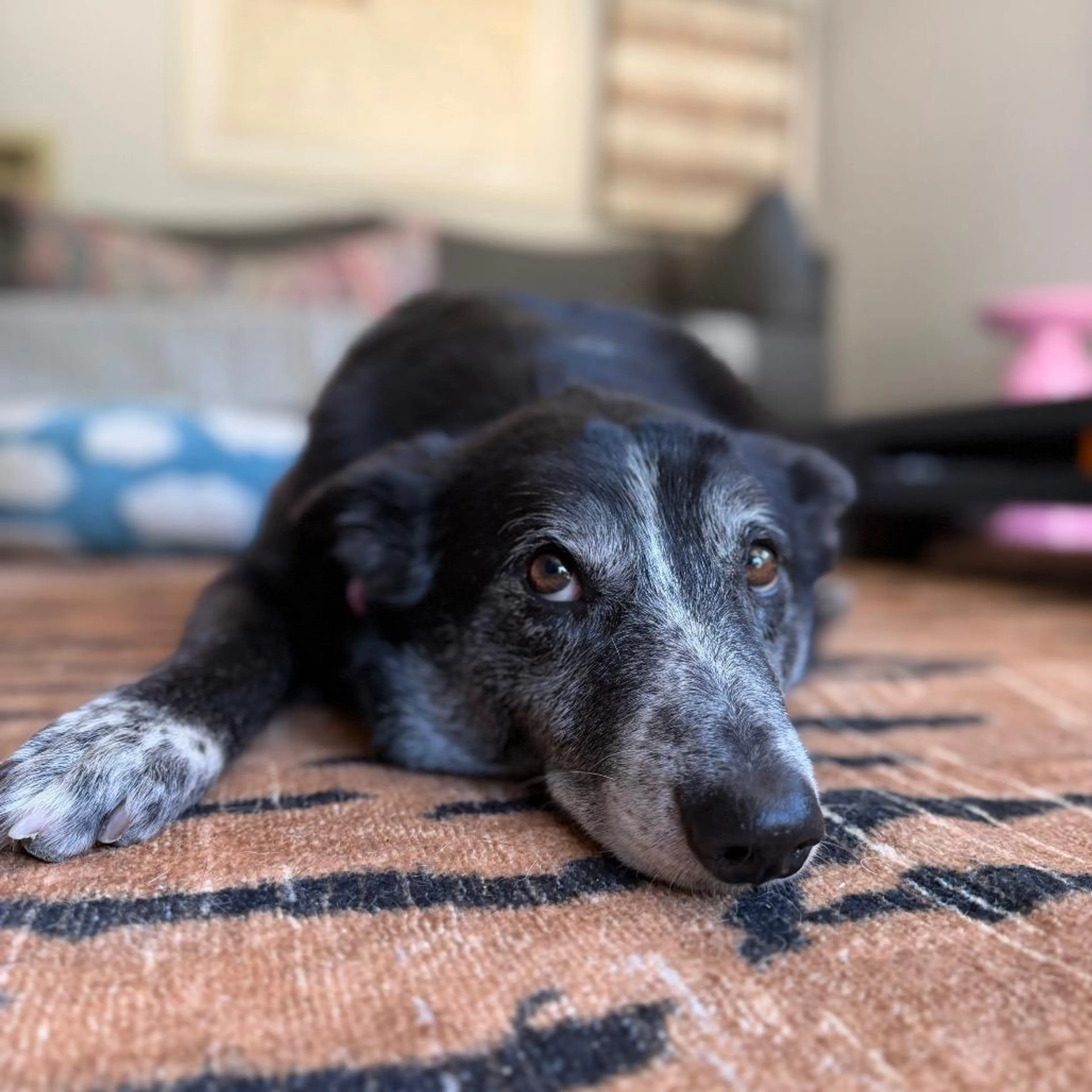 Found pet-1