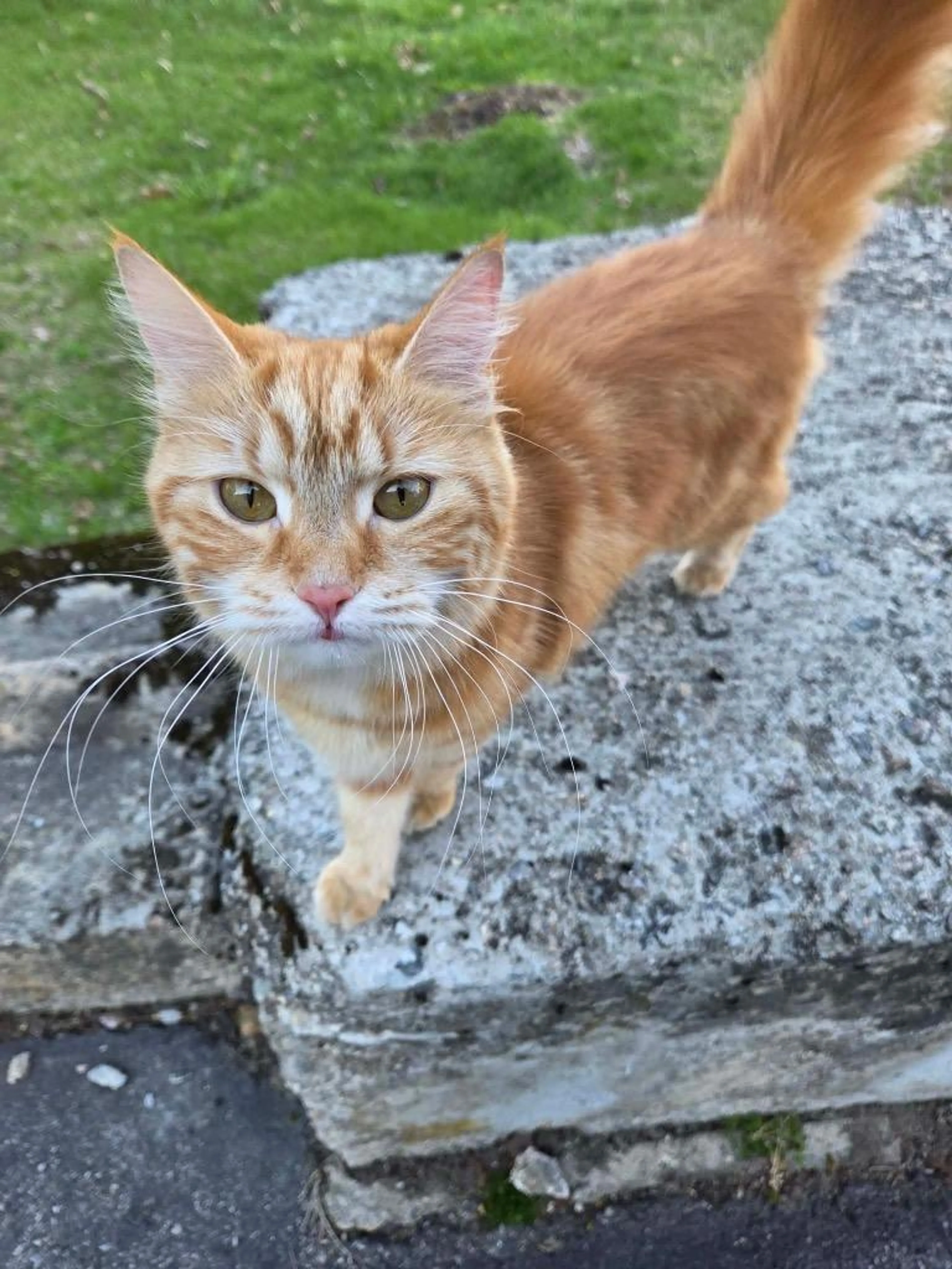 Found pet