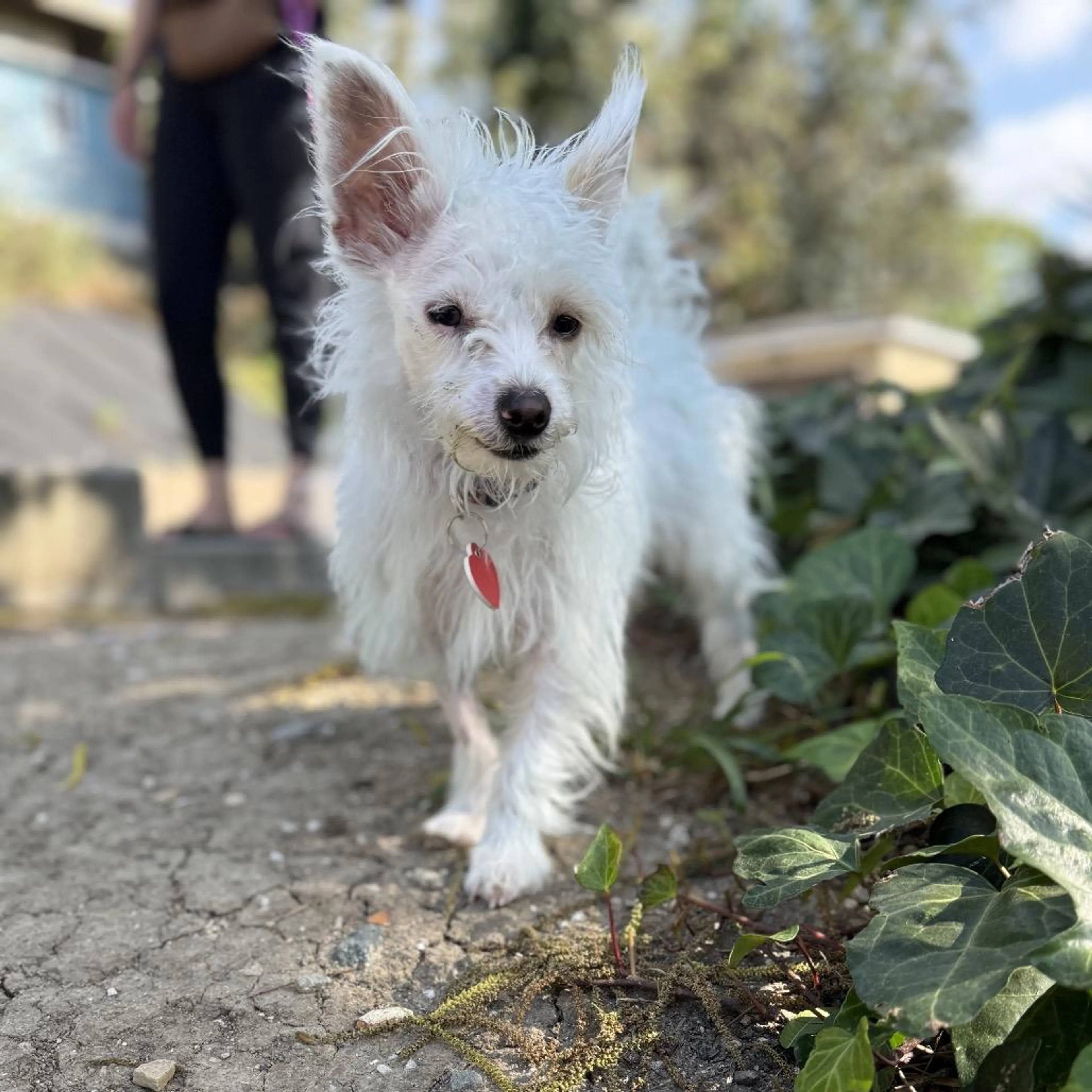 Found pet-1