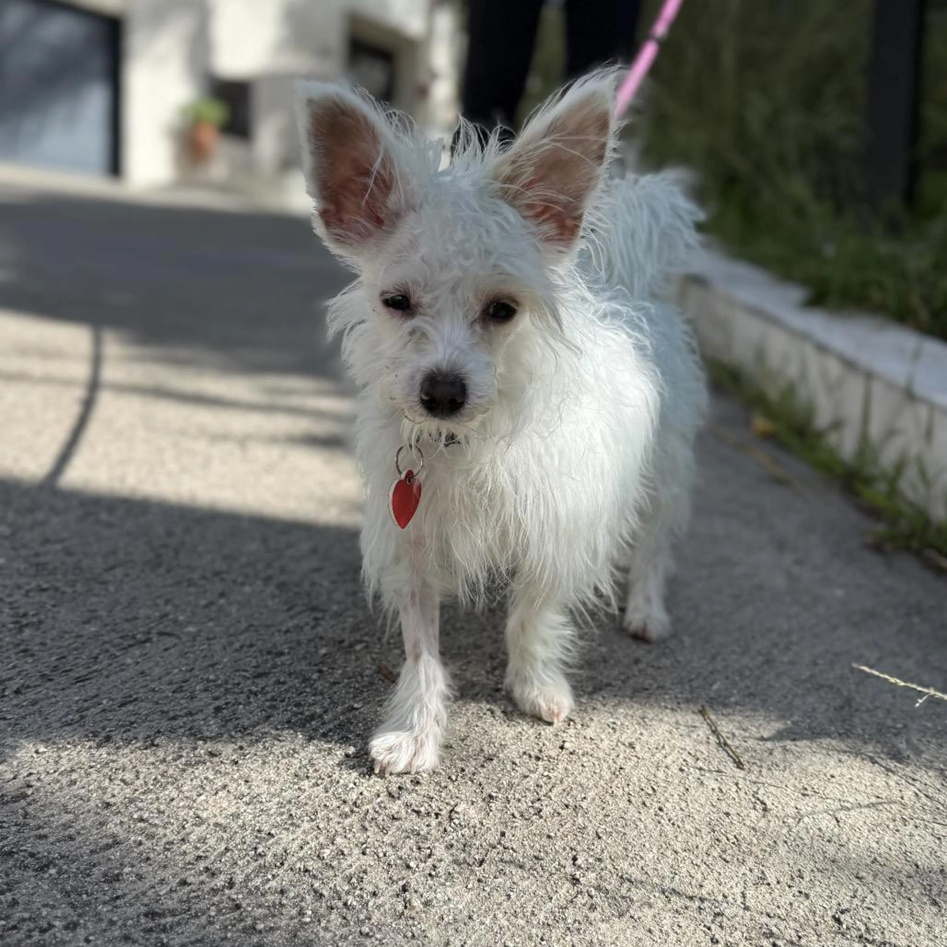 Found pet-2