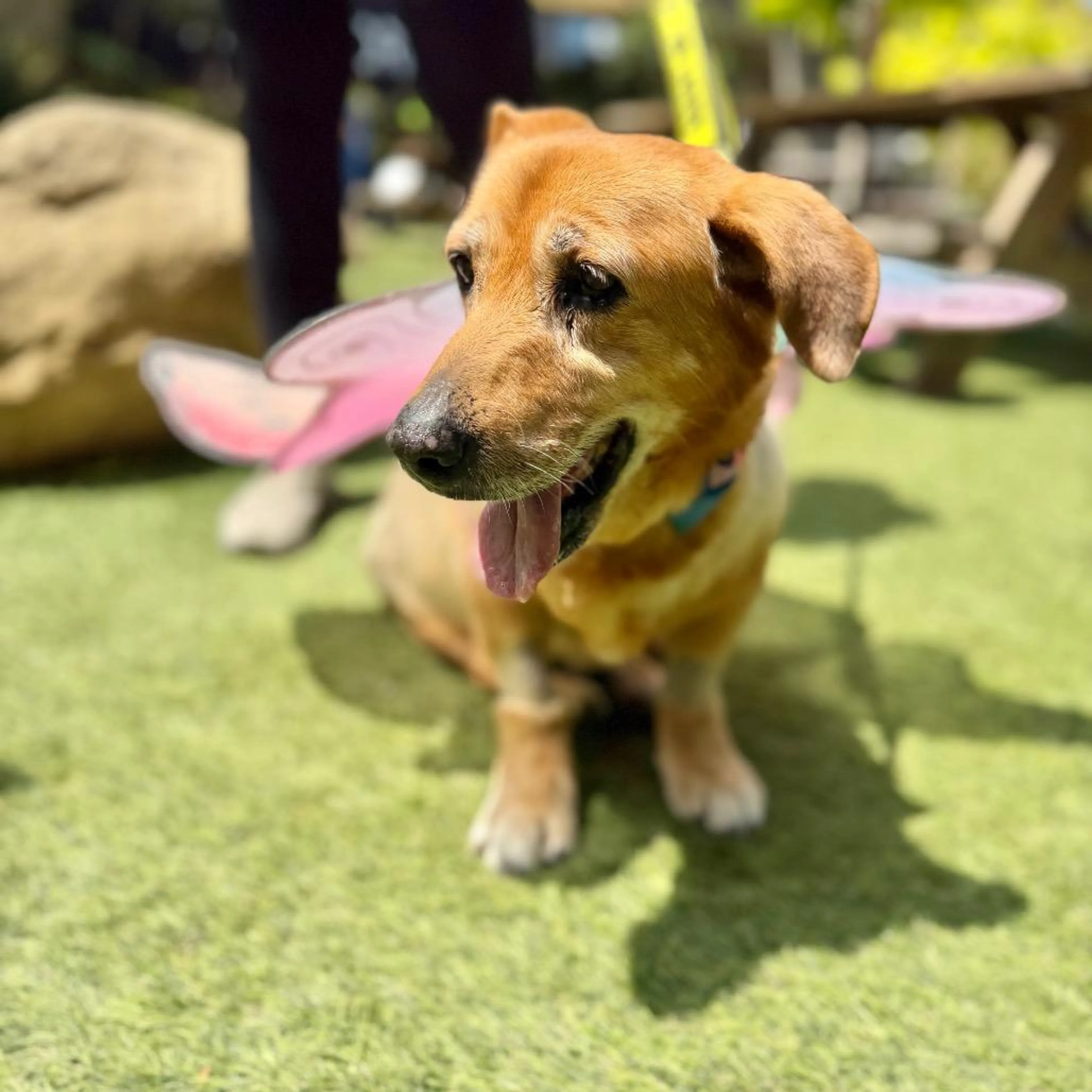 Found pet-2